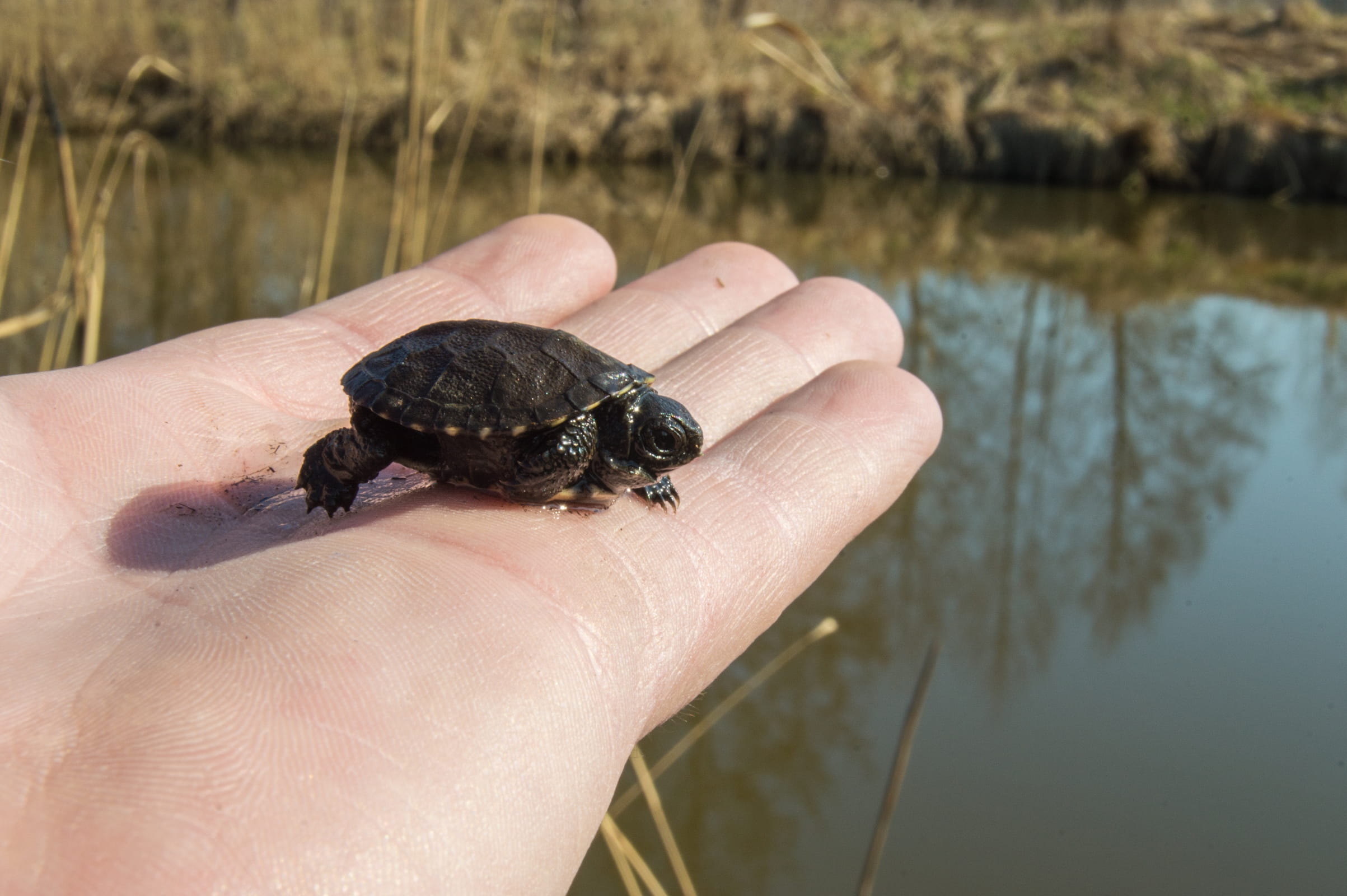 hand, outdoors, little, conservation, shelter, hatchery, 1080P, focus on foreground, animal wildlife, shell, life, holding, finger, water, turtle, dove, HD Wallpaper