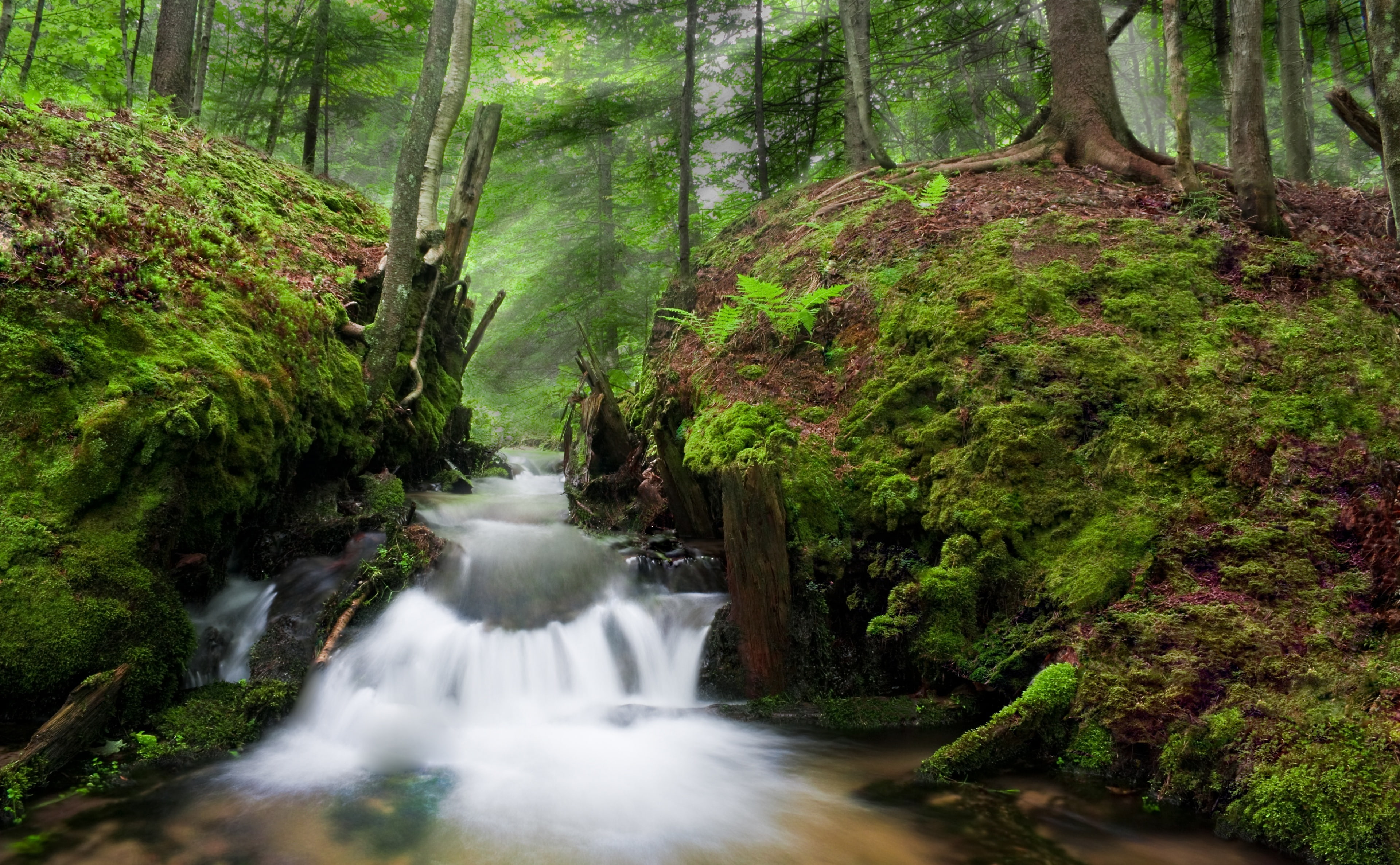 green color, Ground, Summer, Bark, non-urban scene, Ruin, woodland, Ontario, plant, environment, Brook Trout, no people, motion, falling water, Woods, long exposure, HD Wallpaper