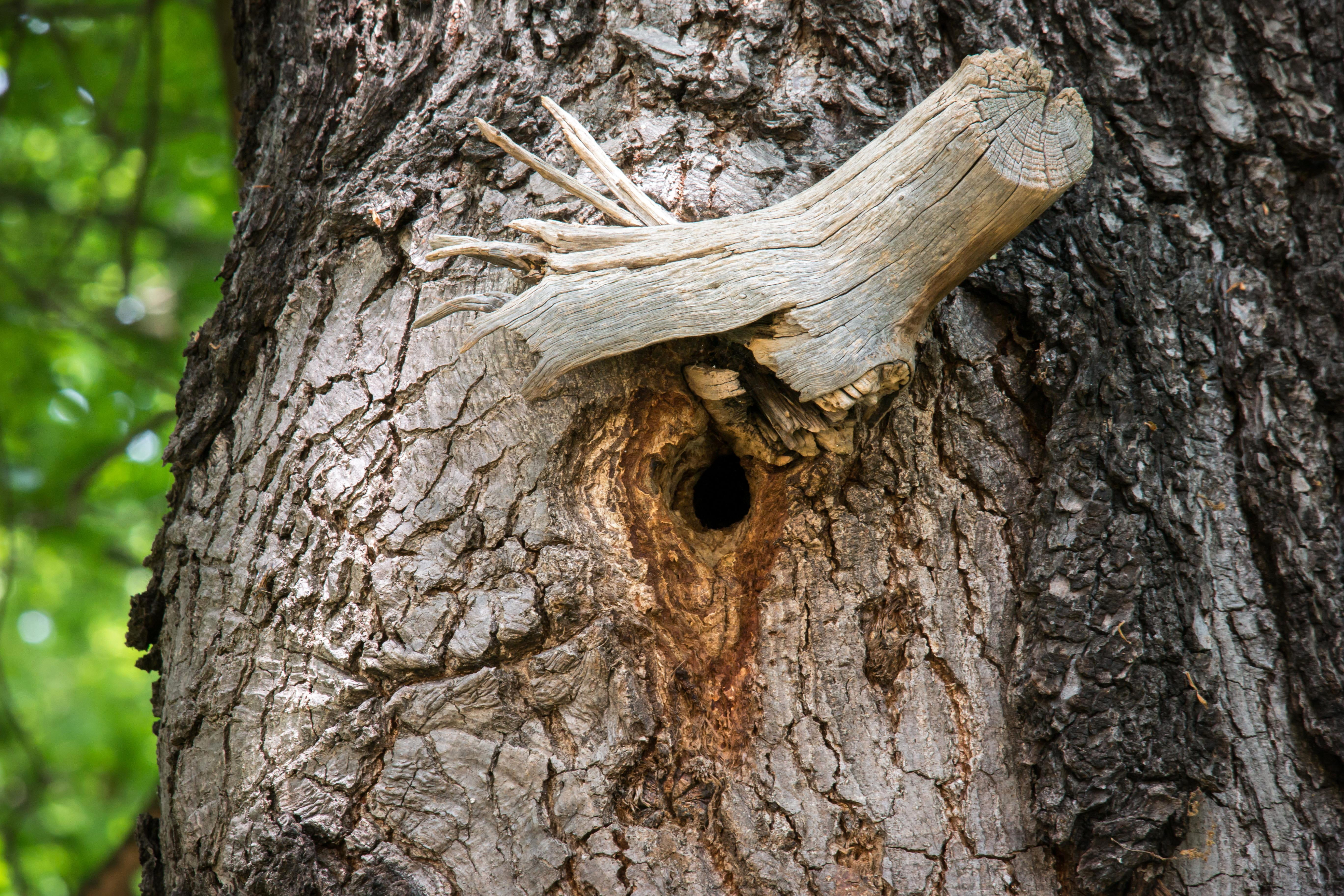 plant bark, growth, brown, dead plant, oak, close-up, woodpecker cave, rough, einflugloch, trunk, tree trunk, nest, knothole, nesting place, tree, plant, HD Wallpaper