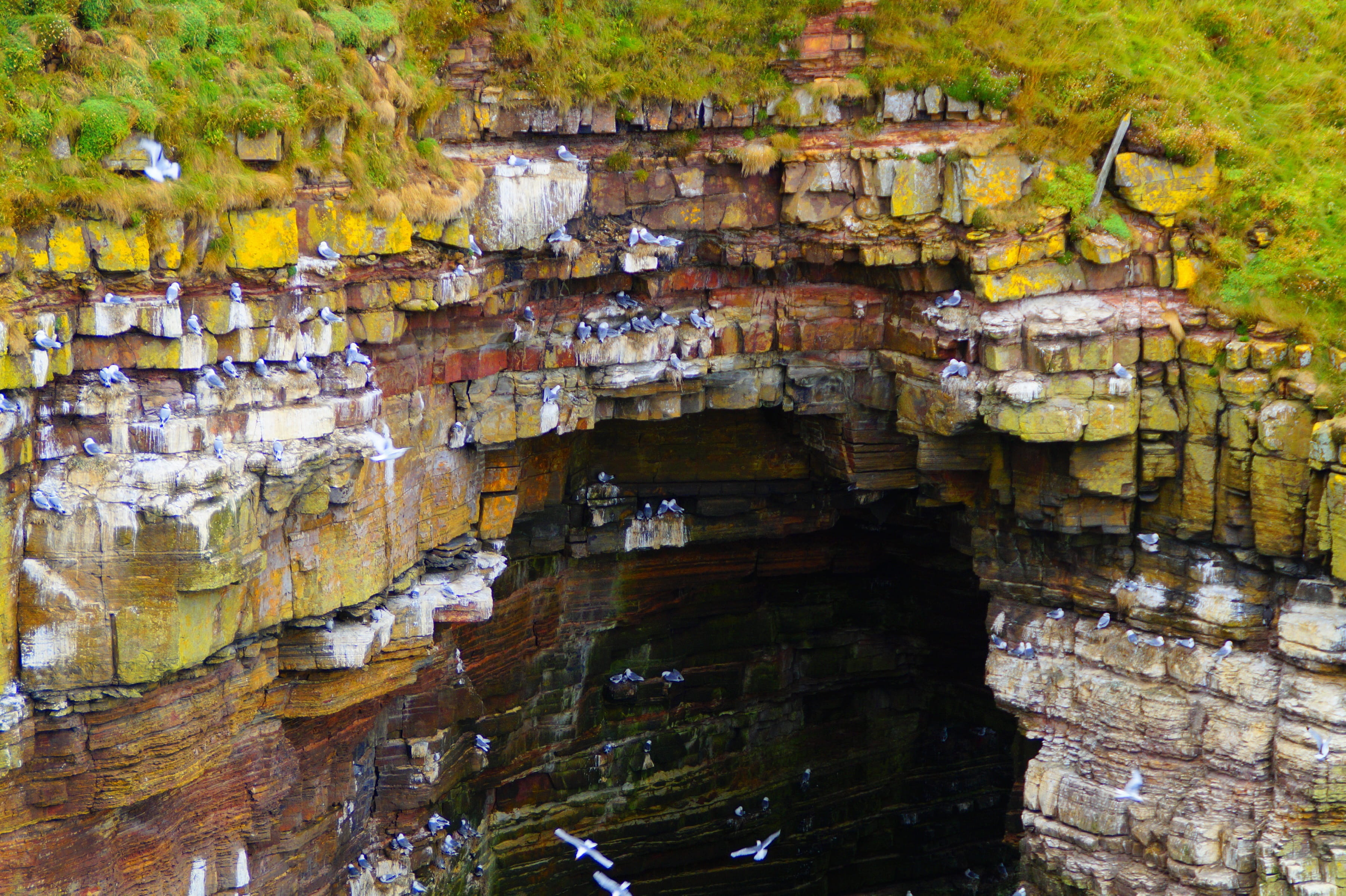 plant, rock, cave, ruined, nature, wall, hatchery, day, growth, old, erosion, waterfront, autumn, scotland, cliff, textured, tree, solid, architecture, HD Wallpaper