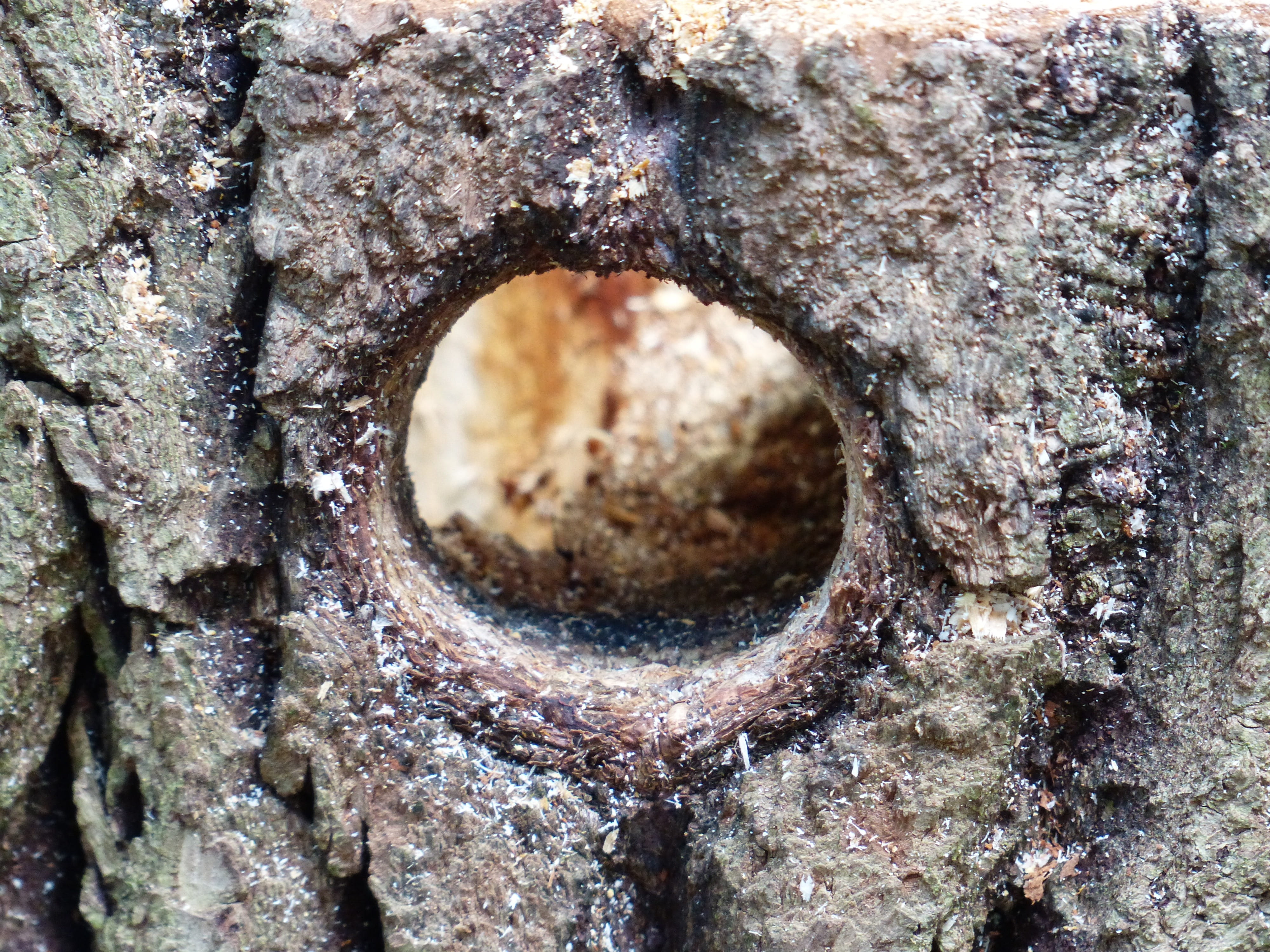 woodpecker cave, old, plant, geometric shape, aviary, shape, pattern, outdoors, 4K, full frame, bark, tree, breed, no people, backgrounds, textured, trunk, HD Wallpaper