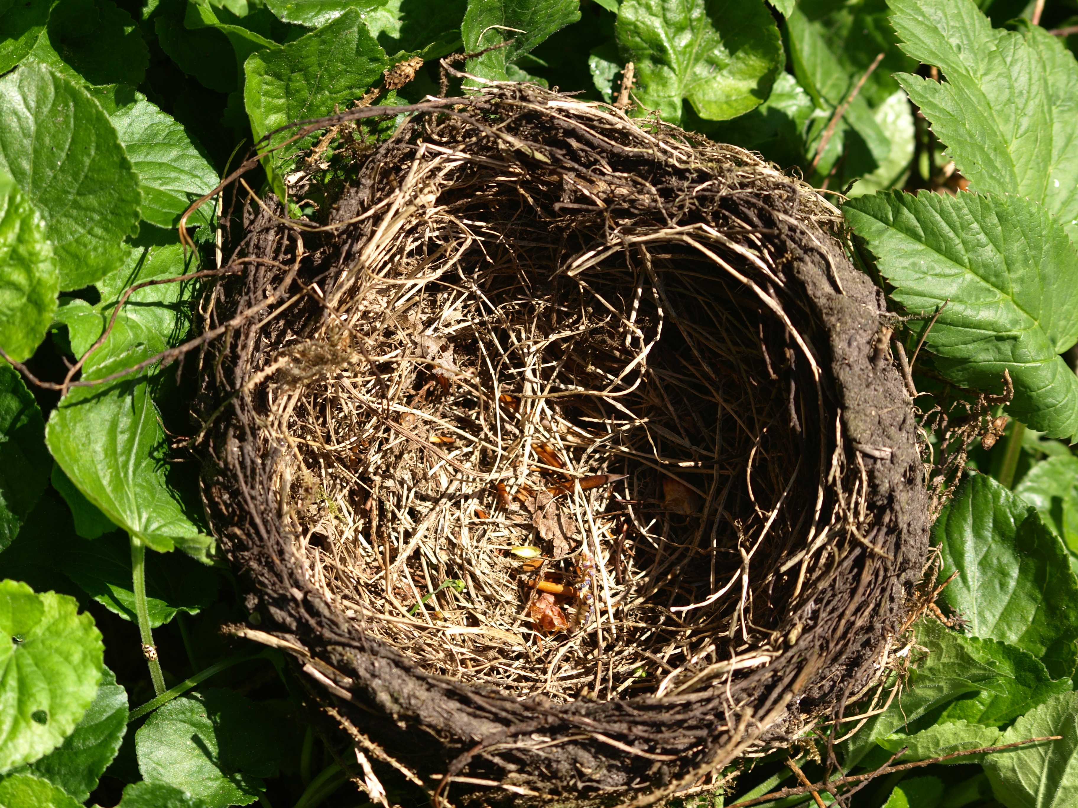 day, animals in the wild, plant part, high angle view, nature, beginnings, bird nest, nesting place, tree, growth, beauty in nature, leaf, hatchery, new life, HD Wallpaper