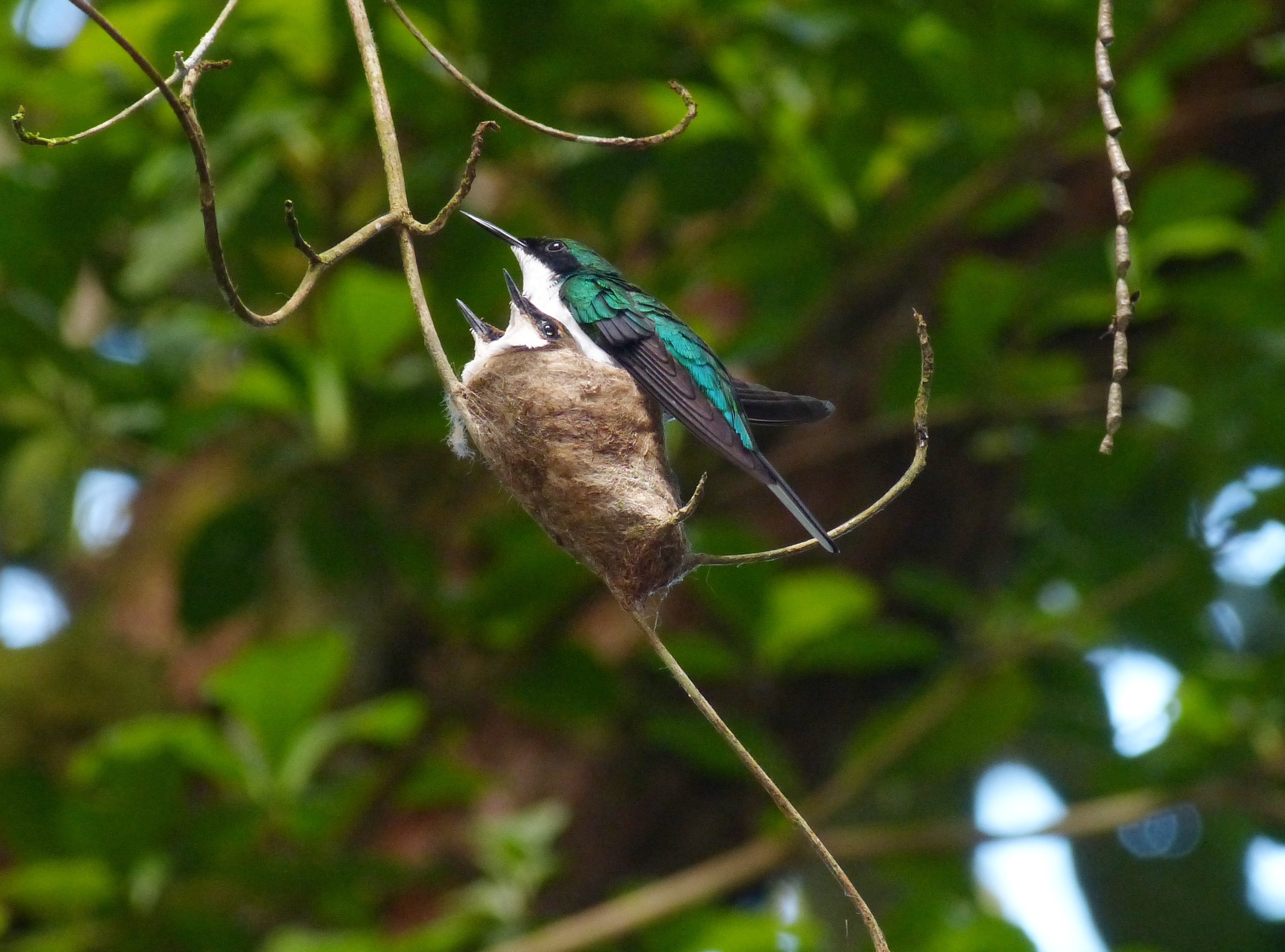 bird, nest, animal wildlife, beauty in nature, hummingbird, nesting place, vertebrate, bird forest, daytime, costas hummingbird, animals in the wild, tree, HD Wallpaper