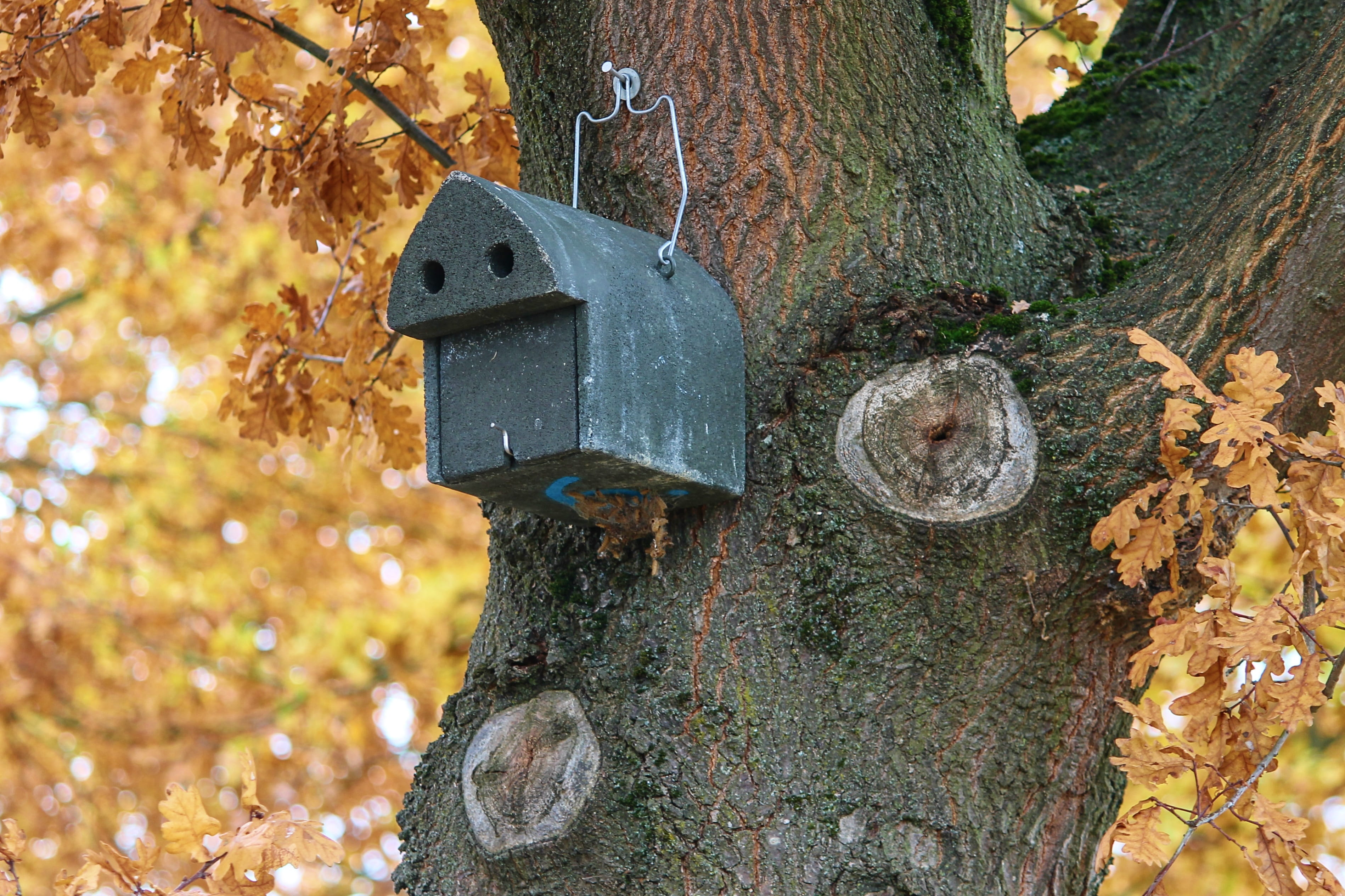 metal, breeding help, log, nesting box, leaf, nature, outdoors, field, nesting place, nature conservation, nest, treehouse, change, no people, birdhouse, HD Wallpaper