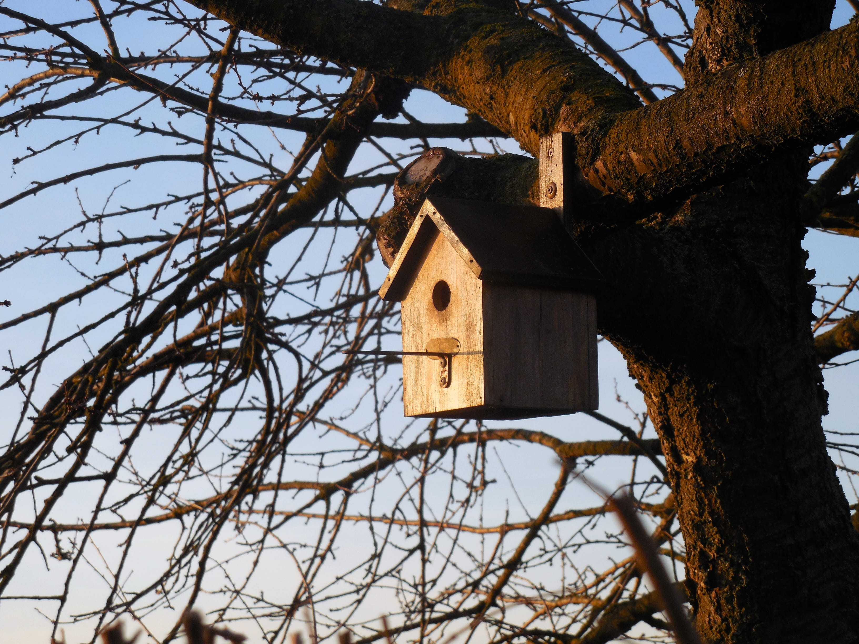 nesting box, tree trunk, plant, birds nest, nature, bird feeder, spring, house, tree, low angle view, bare tree, no people, morning, shelter, garden, building exterior, HD Wallpaper