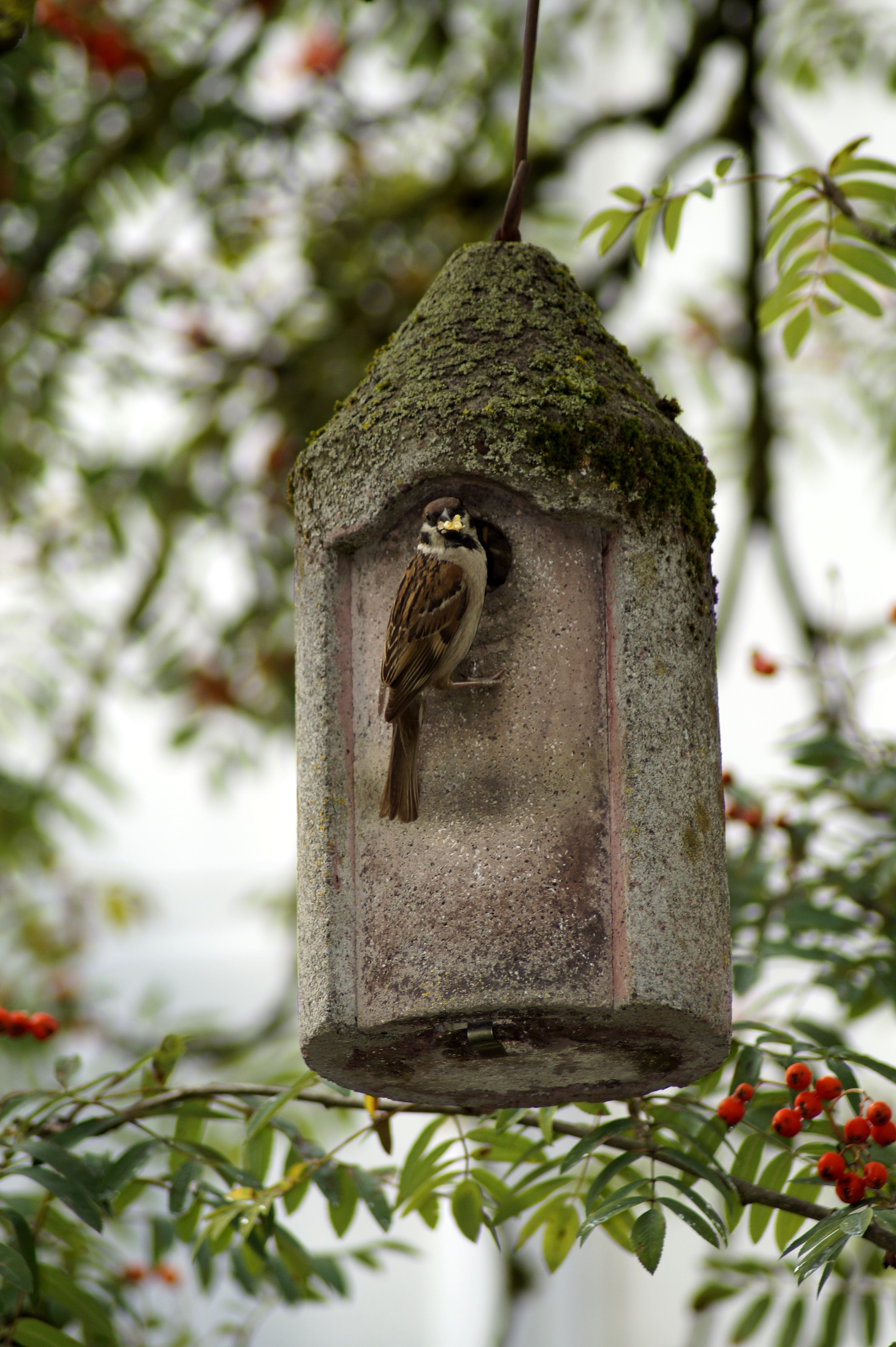 day, sparrow, 5K, leaves, aviary, nesting help, nature conservation, rowan, branch, nest, outdoors, bird, animal, green color, birdhouse, close-up, growth, Phone HD Wallpaper