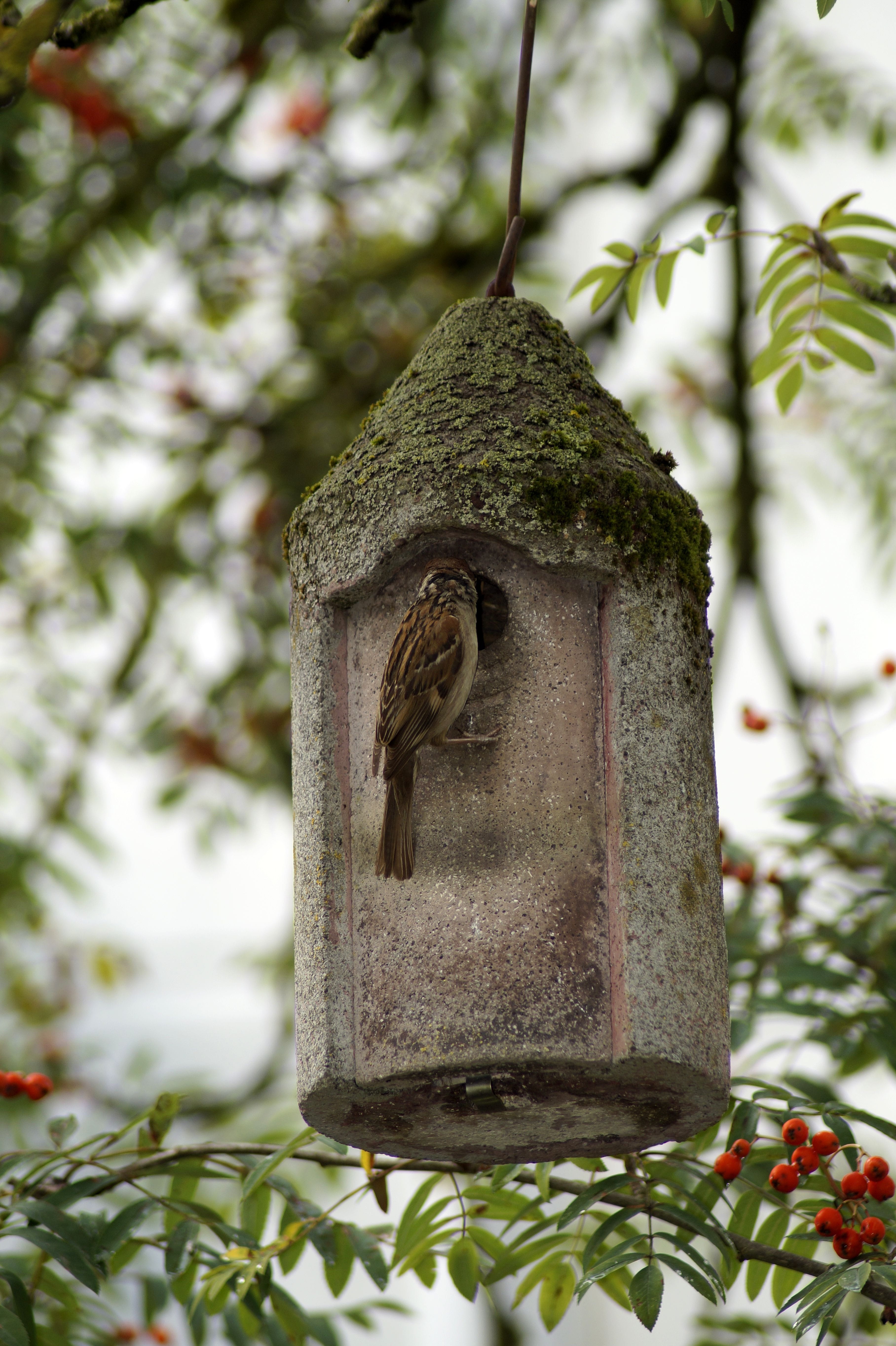 vertebrate, animal wildlife, no people, outdoors, animal themes, animal, nesting box, tree, day, nesting help, birdhouse, close-up, nest, growth, 5K, einflugloch, Phone HD Wallpaper