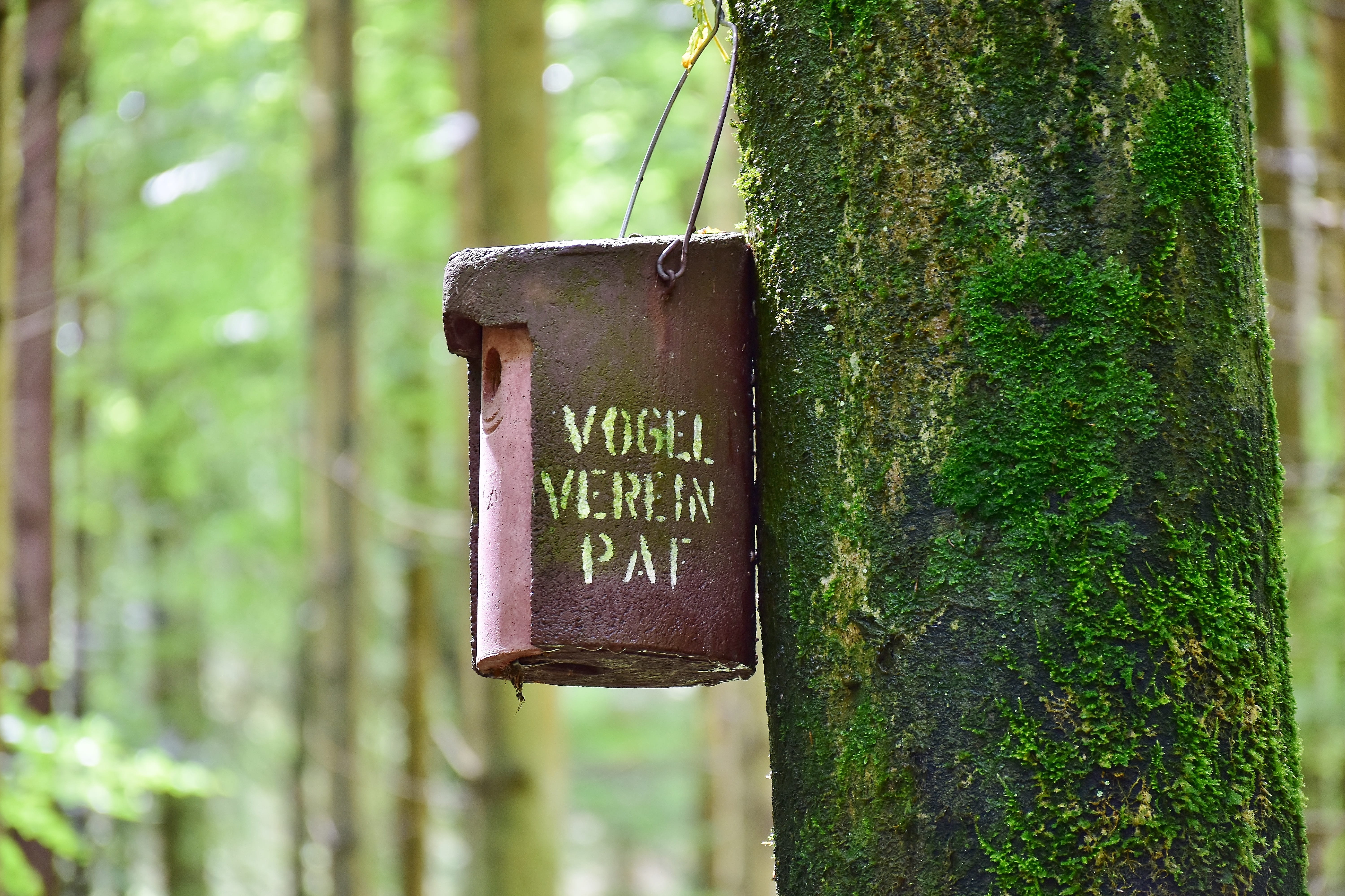 information sign, incubator, nature conservation, 5K, einflugloch, bird feeder, wood, box, plant, hatchery, animal welfare, western script, bemoost, animal, HD Wallpaper
