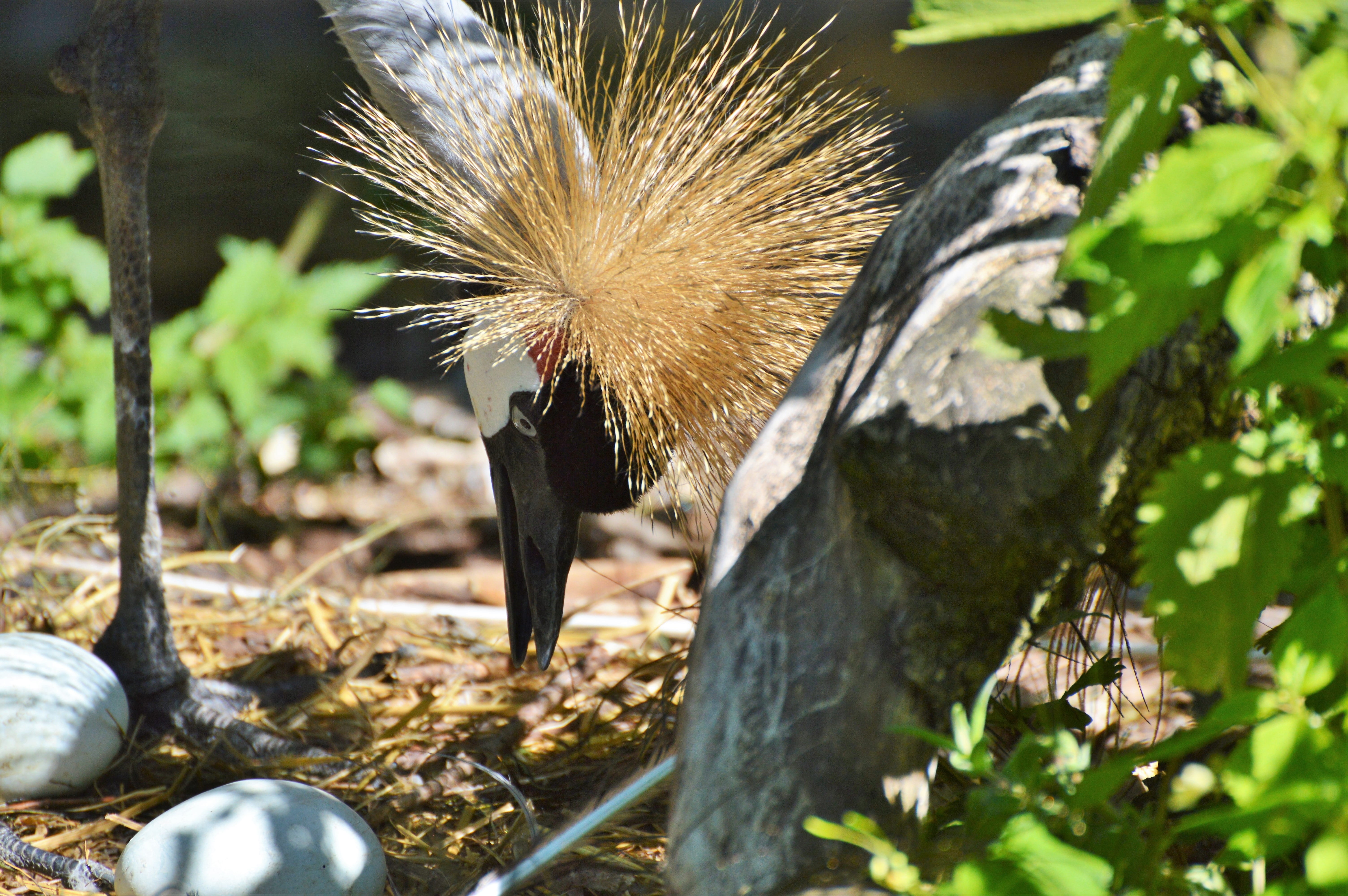 grey crowned crane, beauty in nature, zoo, bird, animal wildlife, plant, focus on foreground, sunlight, nest, animals in the wild, outdoors, nature, baleurica regulorum, HD Wallpaper