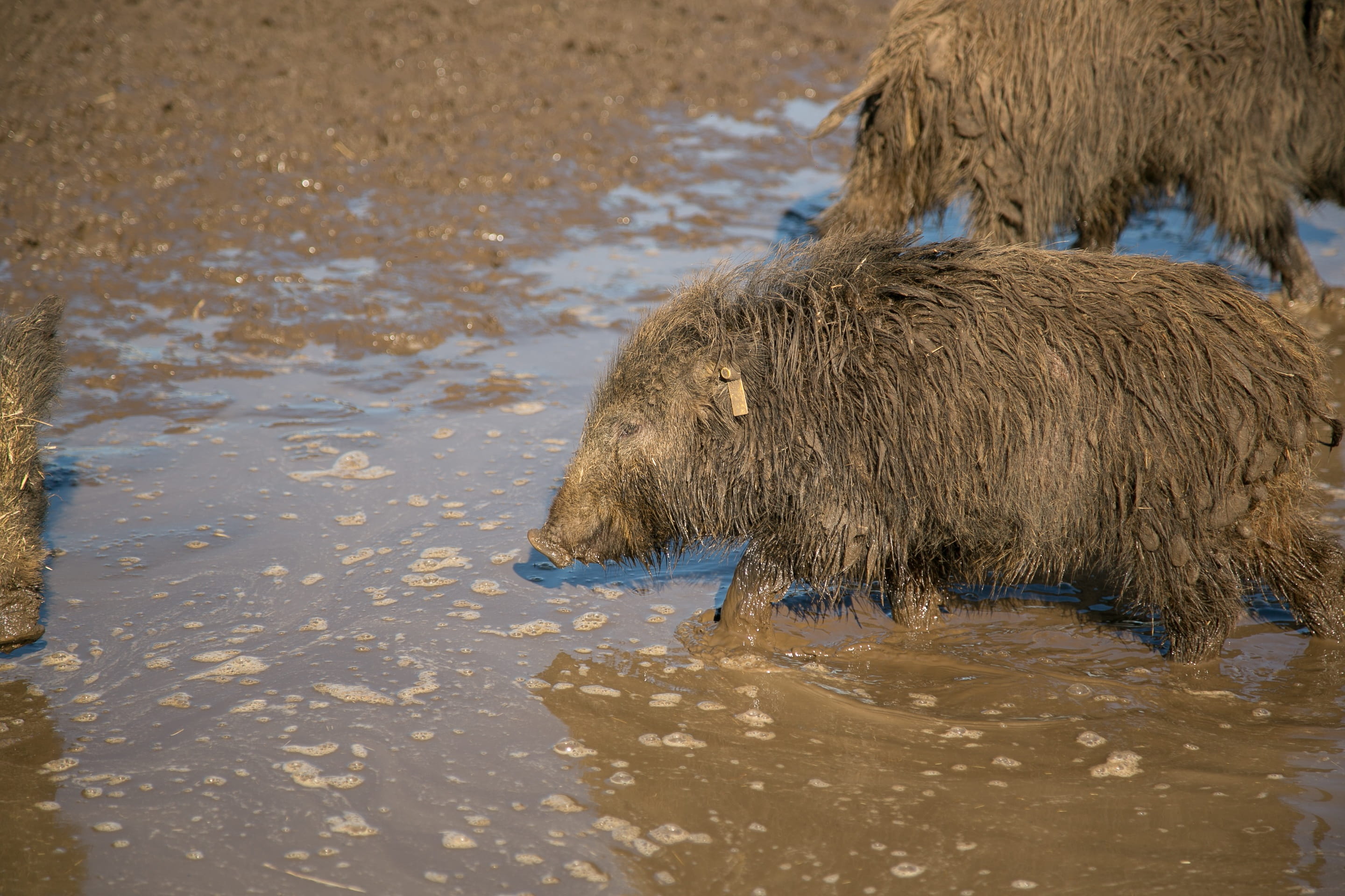 lake, domestic, day, animals, waterfront, drinking, pets, herbivorous, livestock, wild pig, animal, no people, wet, one animal, water, mammal, animal wildlife, HD Wallpaper
