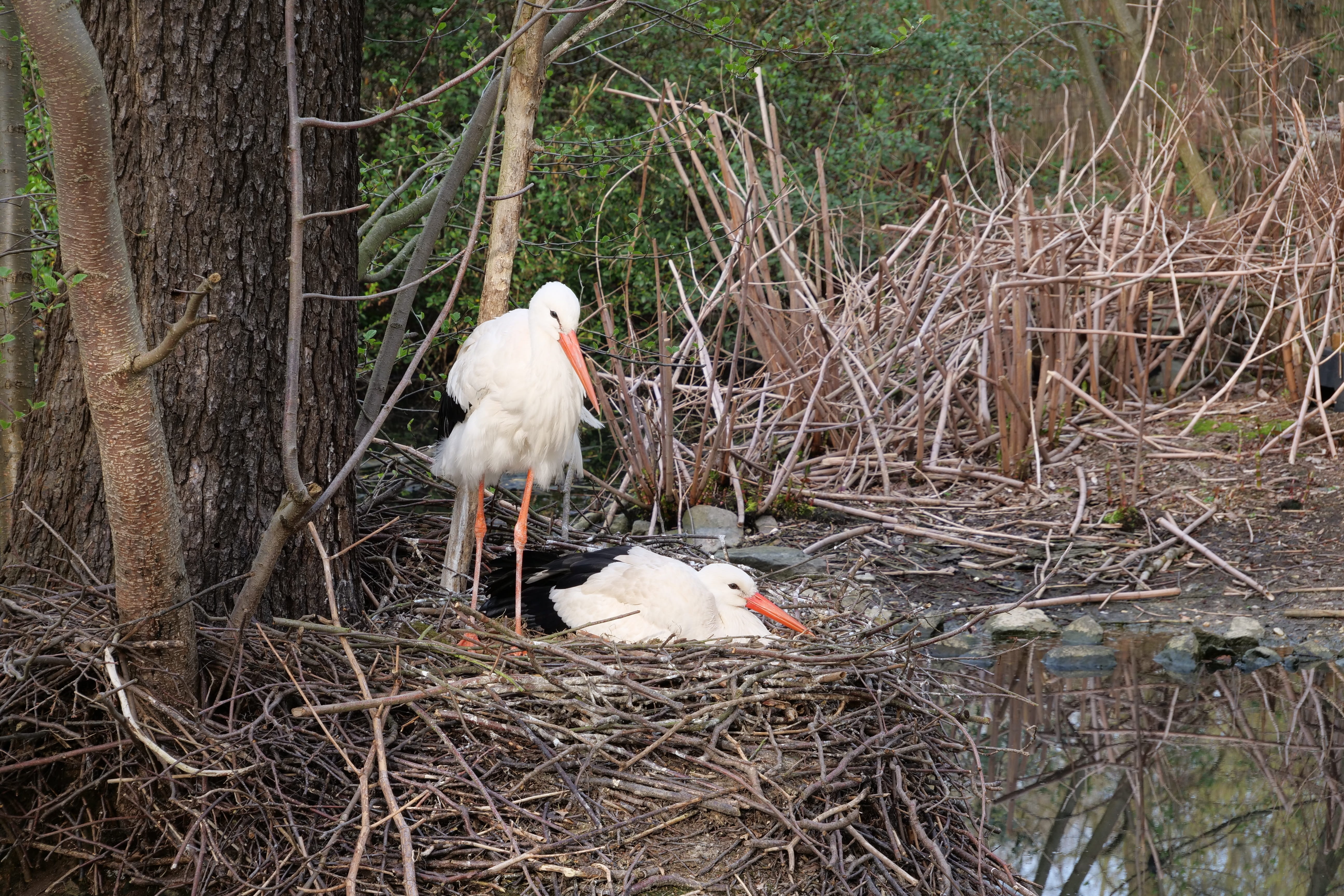 outdoors, bill, horst, stork, animal themes, nest, white stork, animal nest, no people, red beak, young animal, tree, breed, day, branch, young bird, hatchery, HD Wallpaper