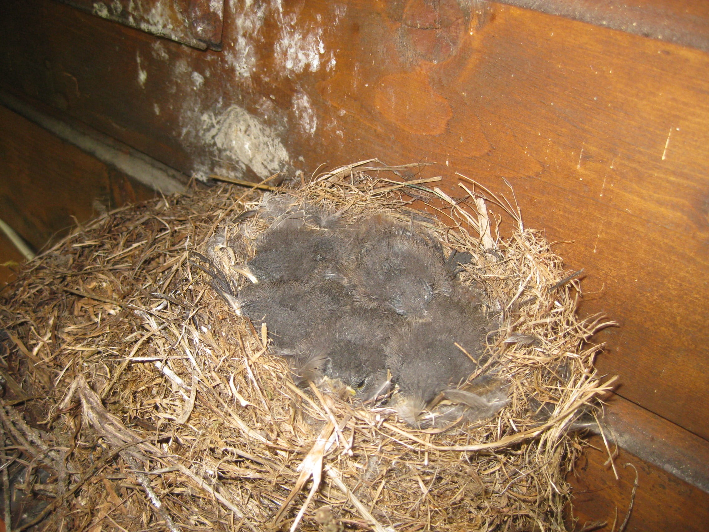 wild, mammal, agriculture, nest, wilderness, farm, wings, outdoors, high angle view, brown, animal nest, 1080P, no people, twig, nesting place, outdoor, HD Wallpaper