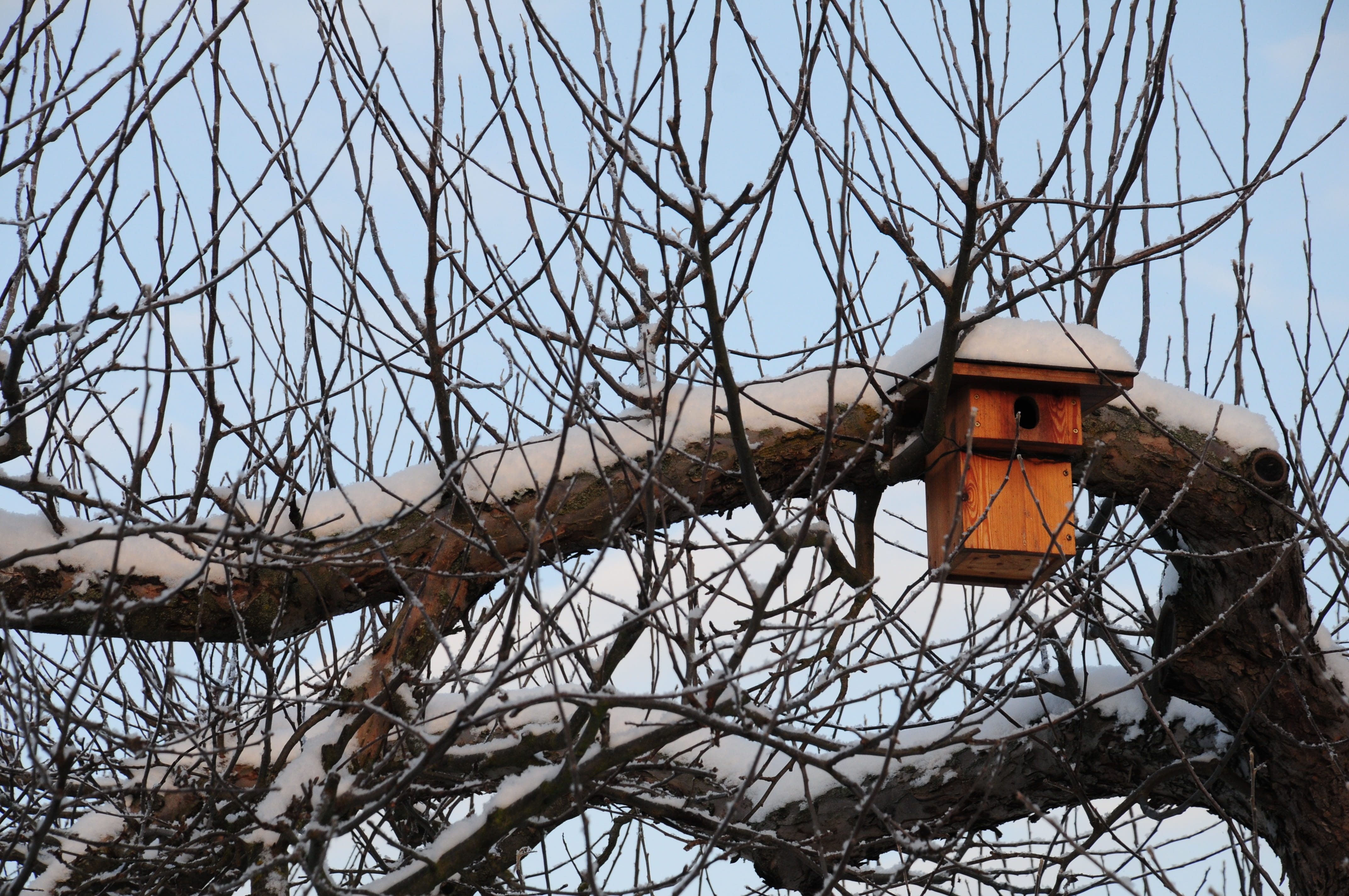chest, clear sky, branch, nesting help, branches, building exterior, nature, 4K, cold temperature, tree, outdoors, log, hatchery, building, snow, nest, HD Wallpaper
