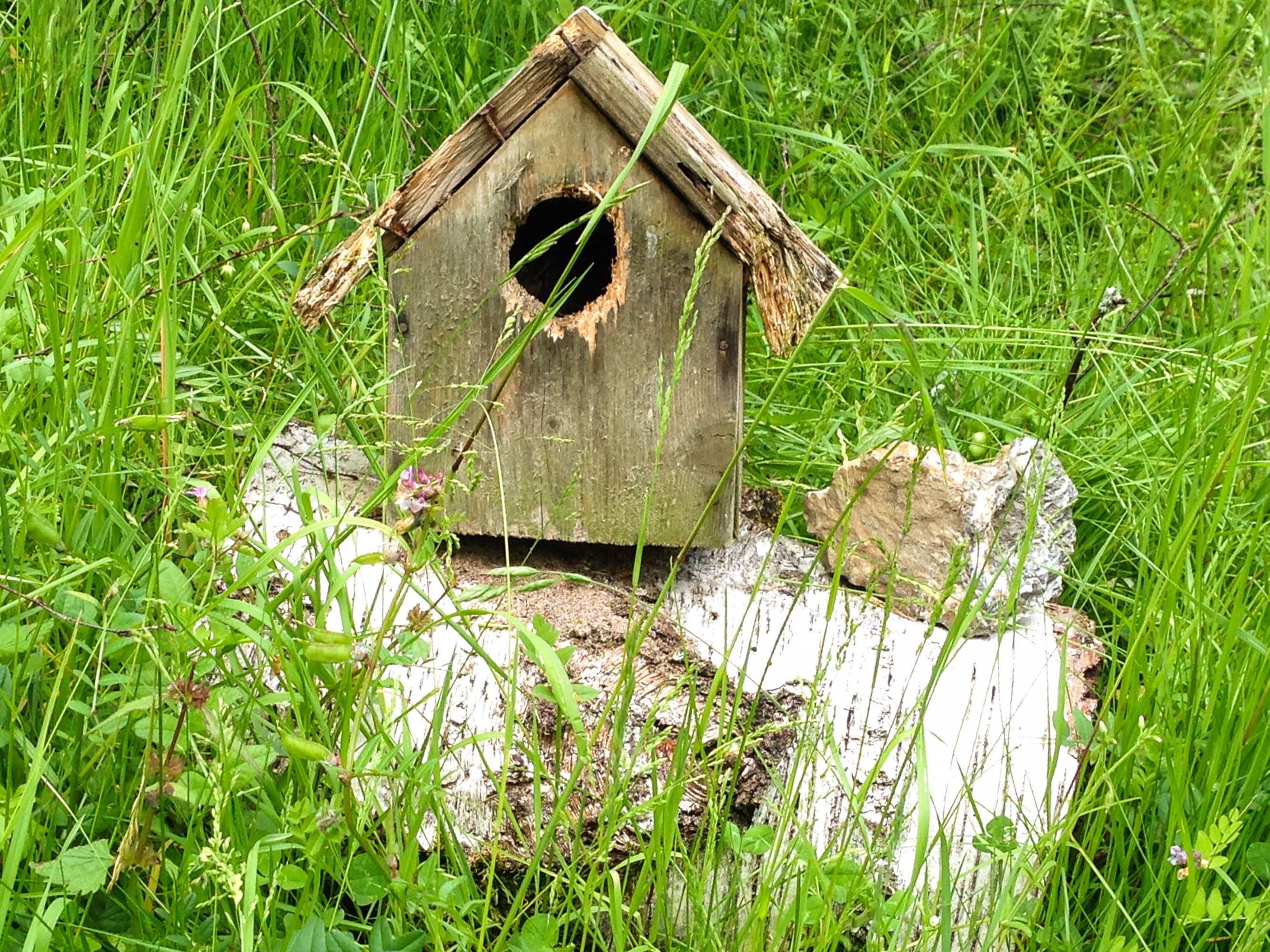 hatchery, no people, green color, feeding place, tranquility, obsolete, abandoned, day, nesting place, damaged, field, land, growth, grass, outdoors, architecture, HD Wallpaper