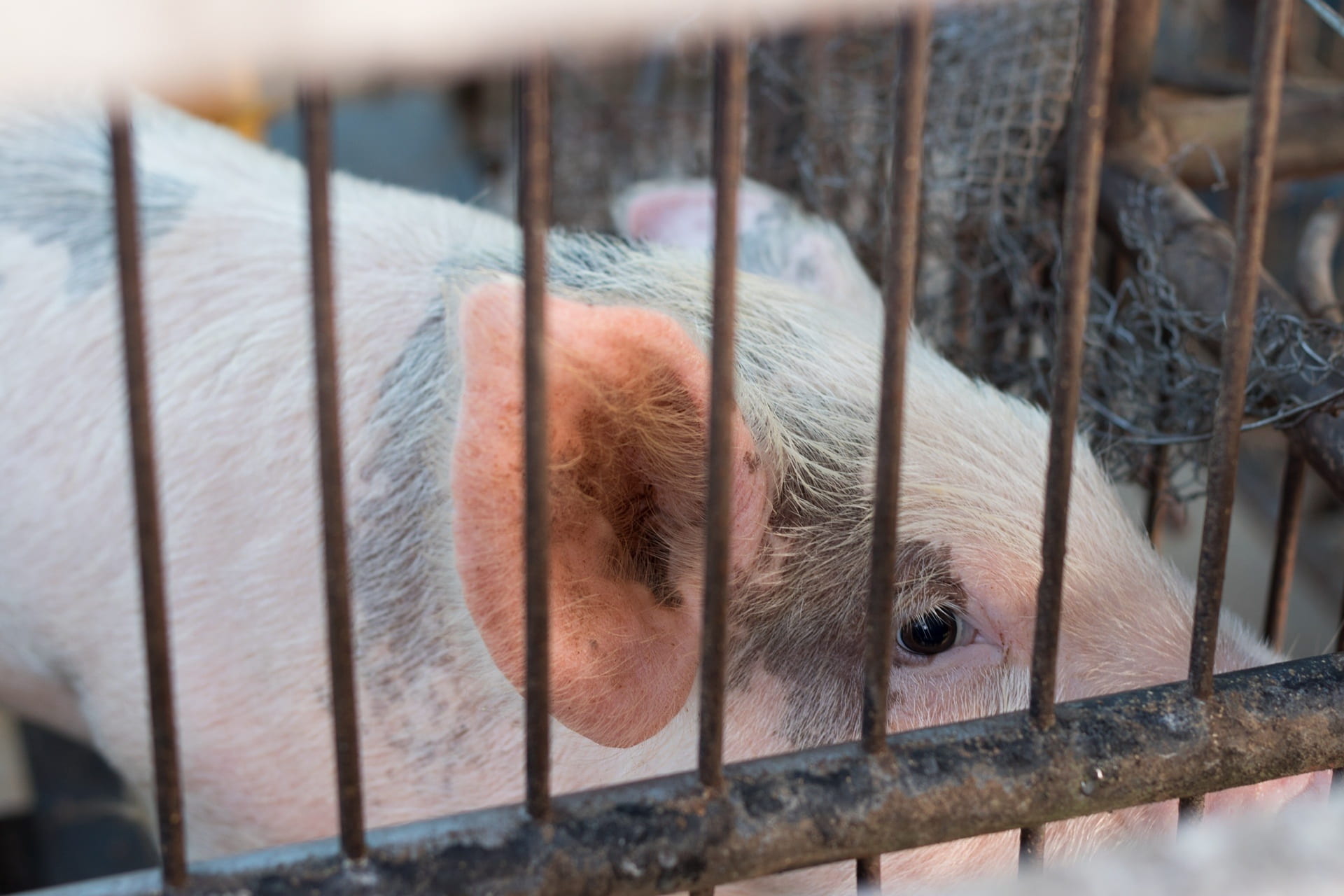 zoo, vertebrate, suckling pig, one animal, mammal, primate, cage, animal, animal body part, nature, day, new, year, sucker, domestic, domestic animals, HD Wallpaper