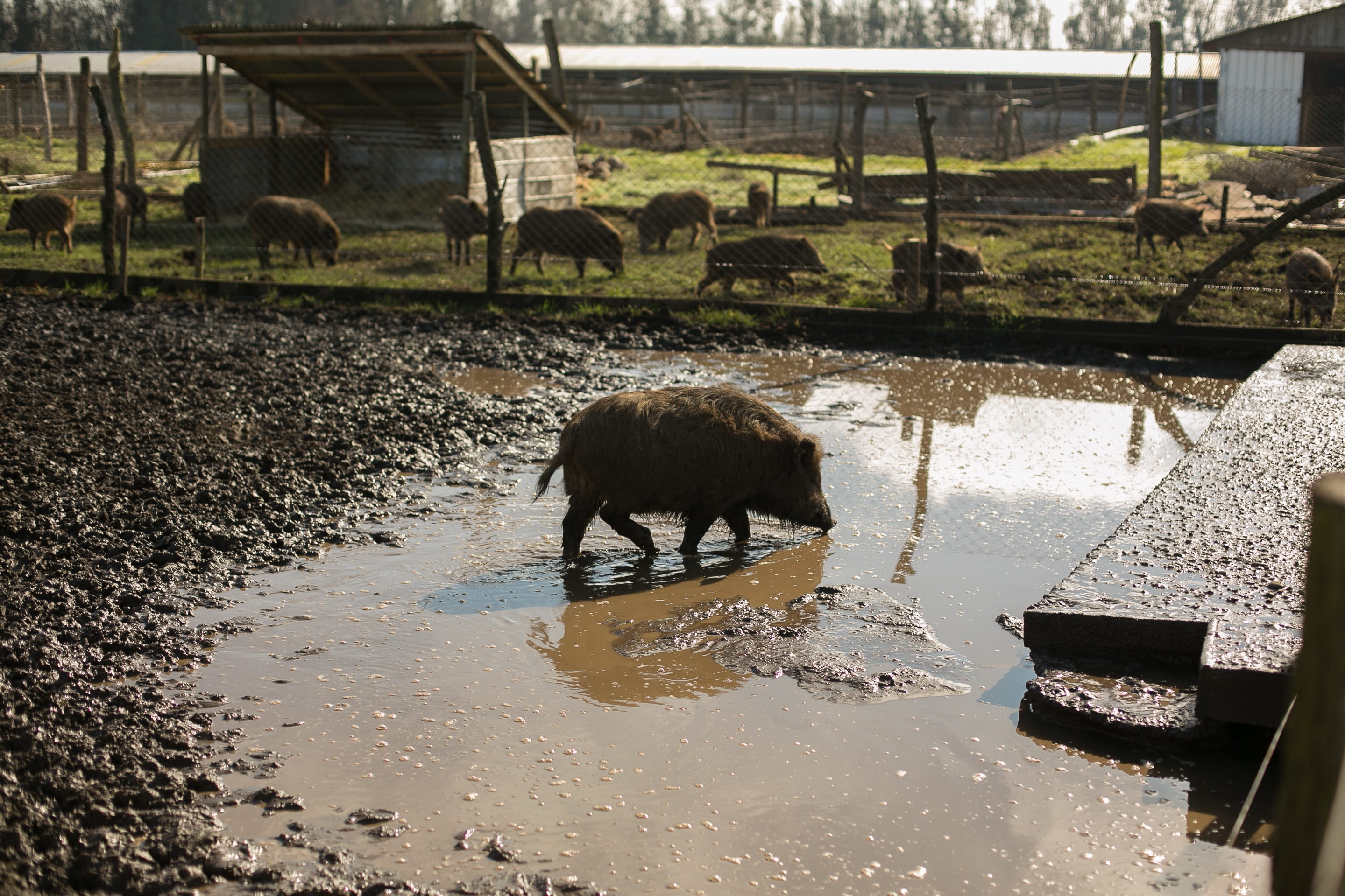 no people, animal themes, drinking, cattle, water, 2K, lake, mud, outdoors, nature, livestock, domestic animals, hatchery, reflection, animals, animal, HD Wallpaper