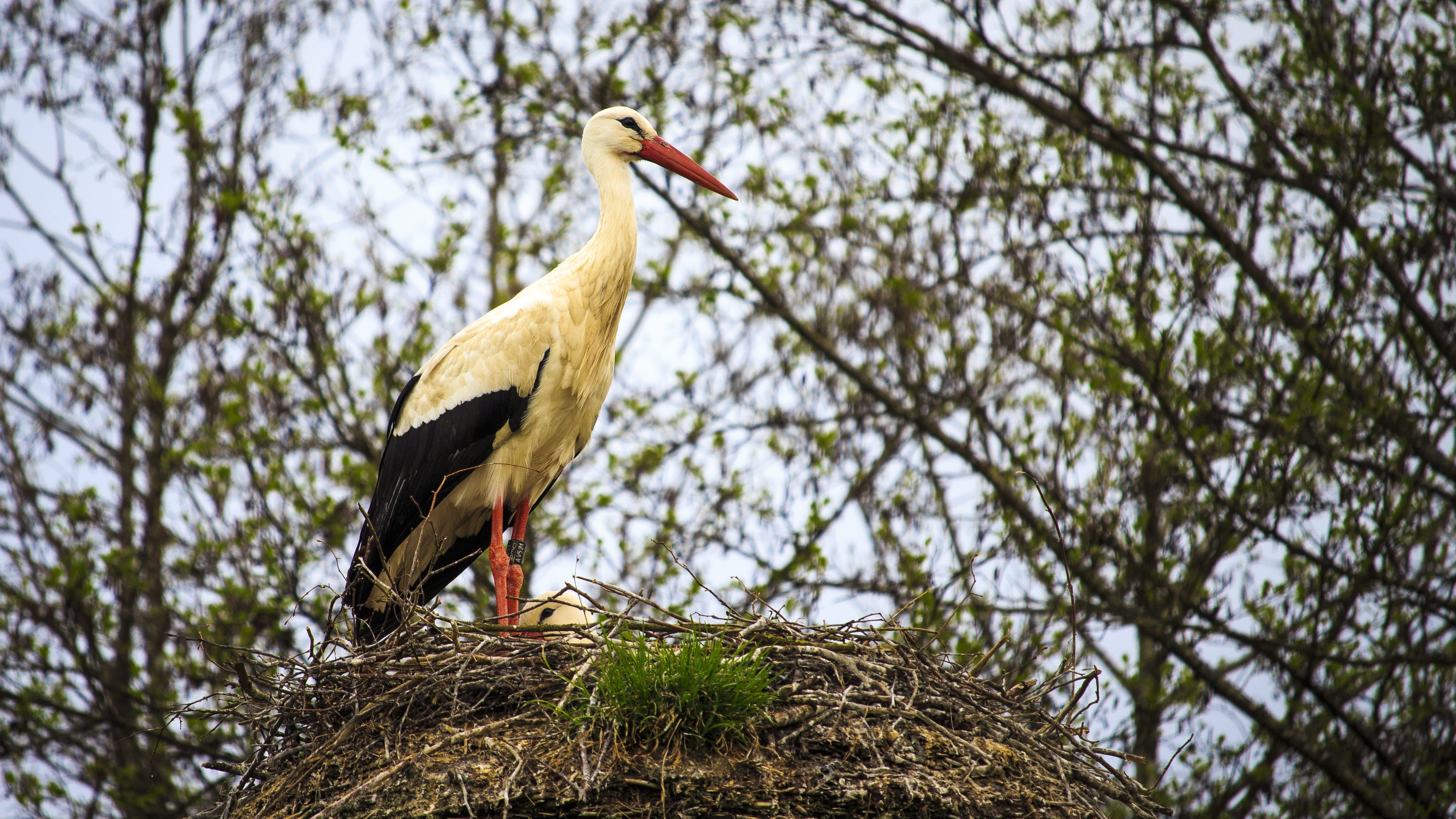 plant, storchennest, stork, breed, perching, bird, animals in the wild, nest, one animal, no people, 4K, animal themes, nesting material, rattle stork, HD Wallpaper