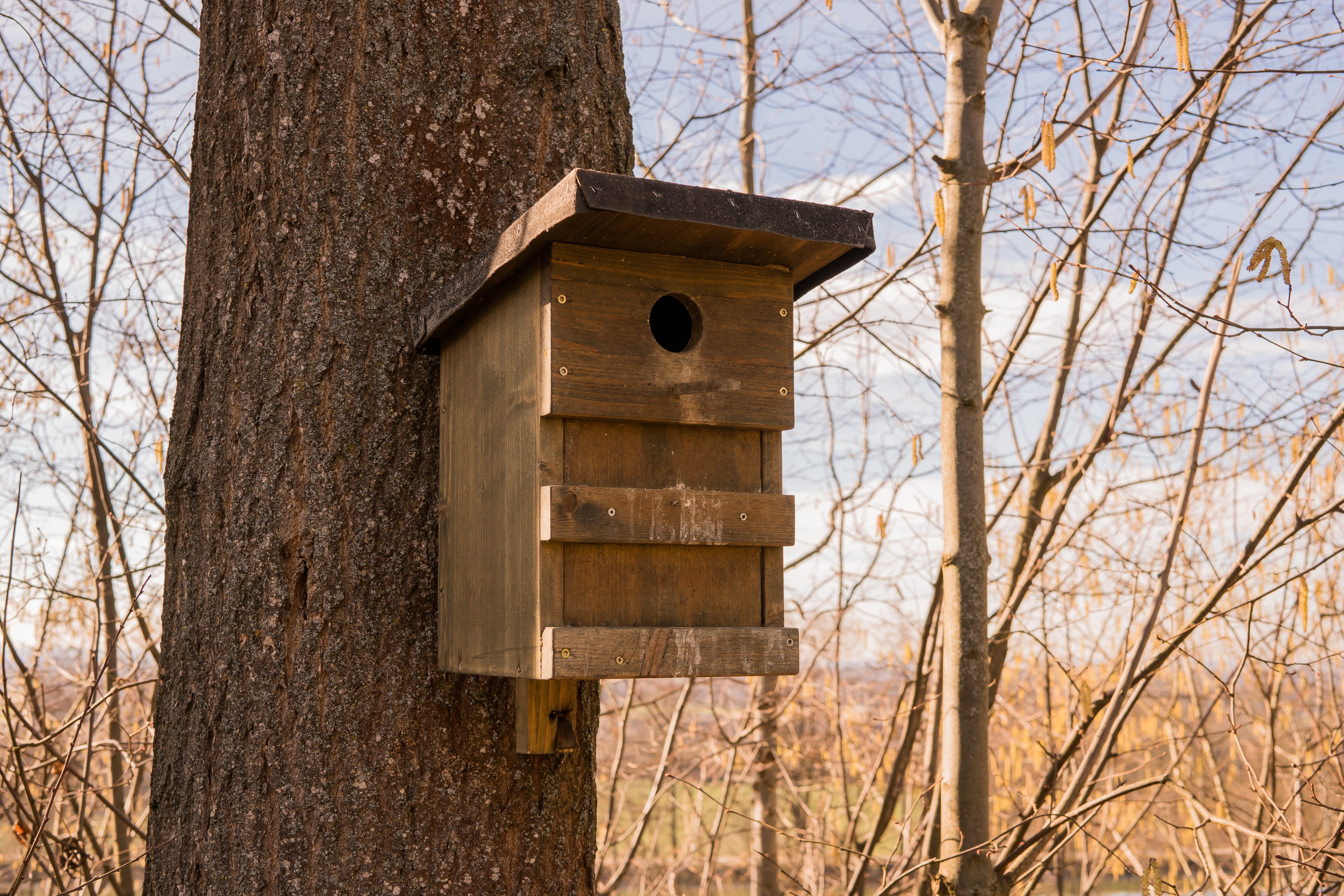 tree, nature, bird, hatchery, low angle view, Wood, breed, winter, birdhouse, animal Nest, residential building, plant, trunk, bare tree, nesting box, Nest, HD Wallpaper