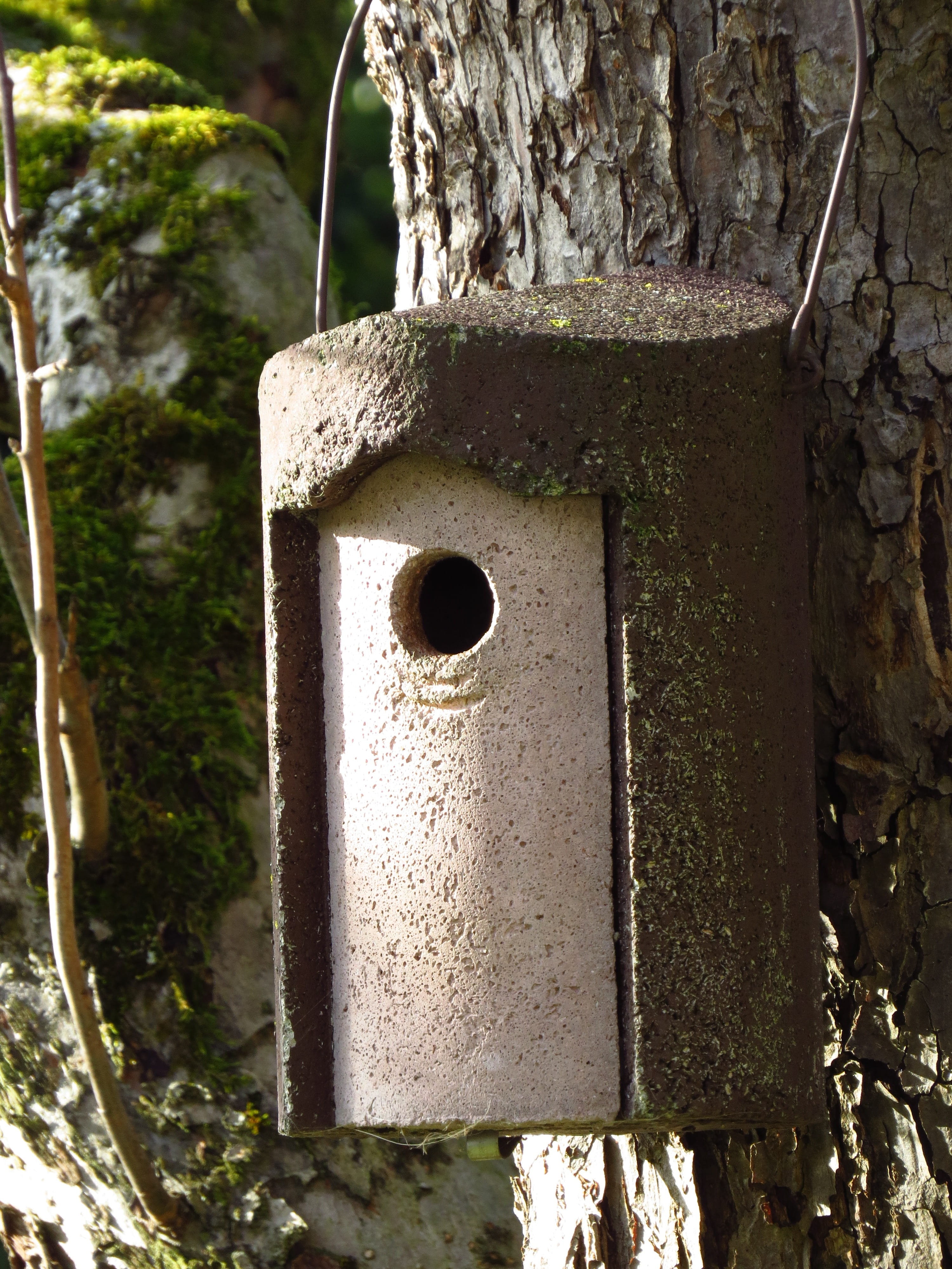 day, forest, trunk, bird, rearing, architecture, nest, circle, Box, branch, birdhouse, Aviary, geometric shape, privacy, nesting box, hatchery, wildlife, Phone HD Wallpaper