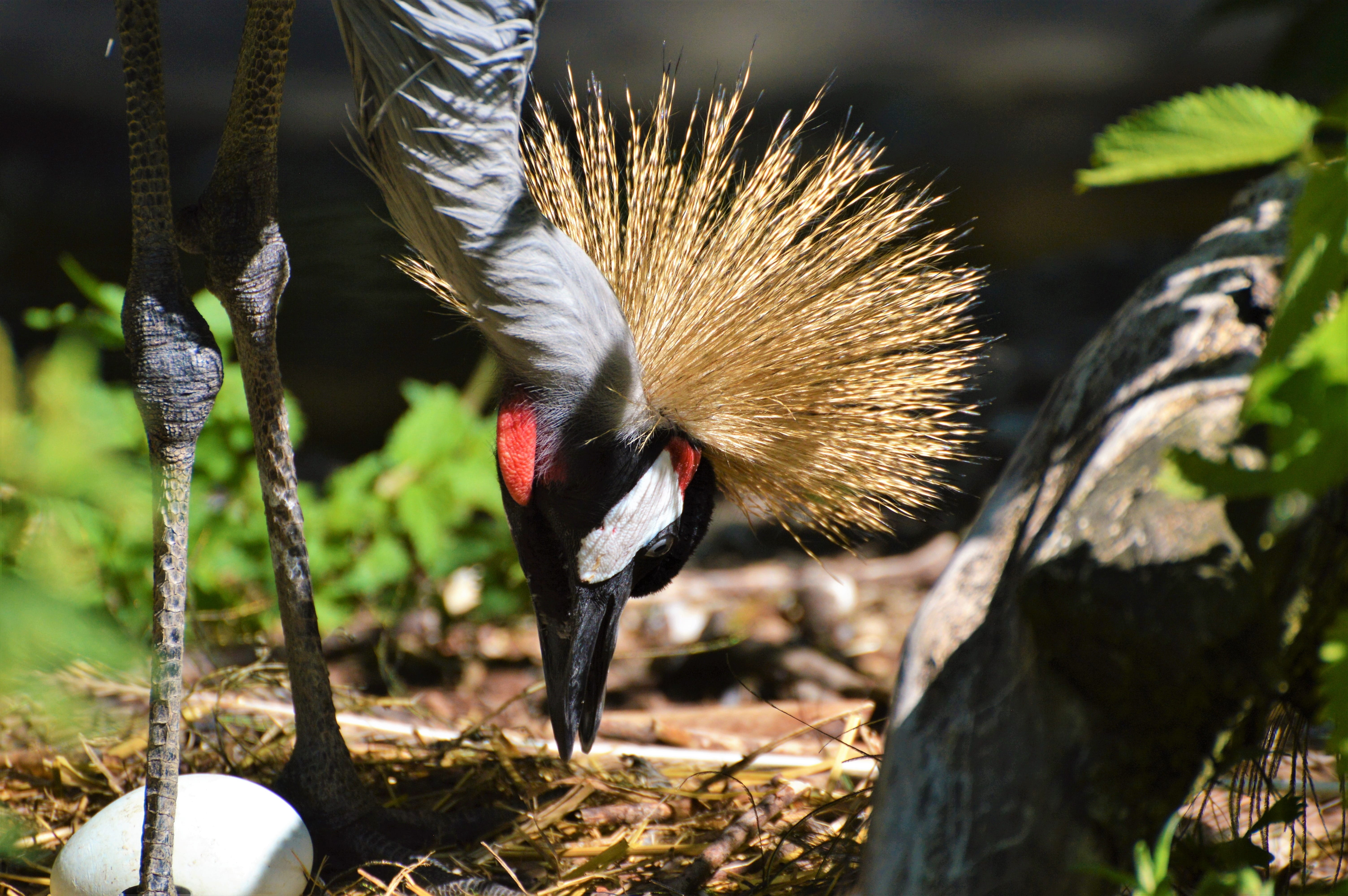 regulorum, bird, egg, grey, zoo, outdoors, focus on foreground, 5K, Grey Crowned Crane, crane - bird, baleurica regulorum, animal body part, crane, hatchery, HD Wallpaper