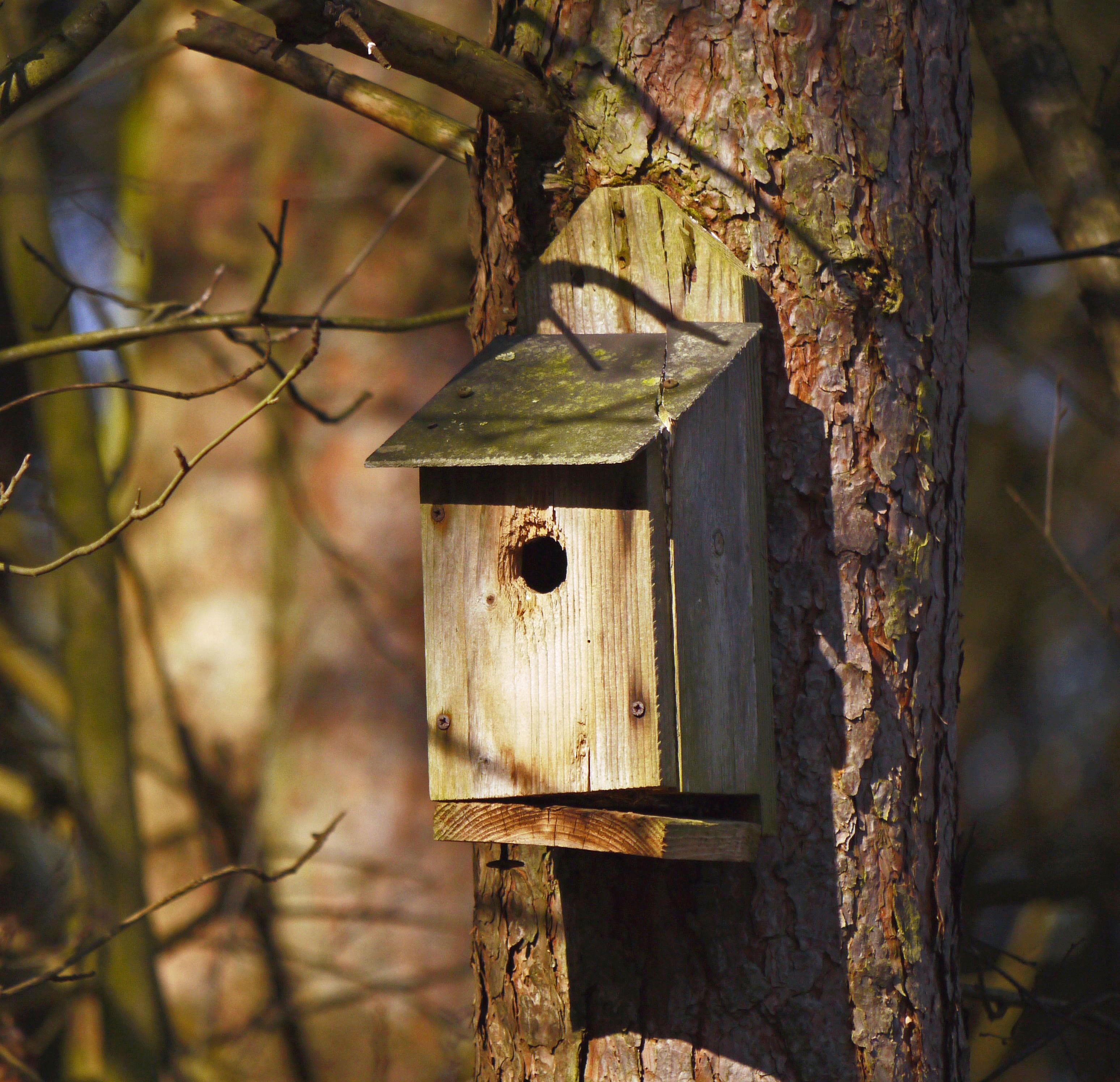 sunbeam, plant, nest, log, breed, hole, quaint, security, old, nature, focus on foreground, hatchery, battered, shelter, bird feeder, outdoors, aviary, HD Wallpaper