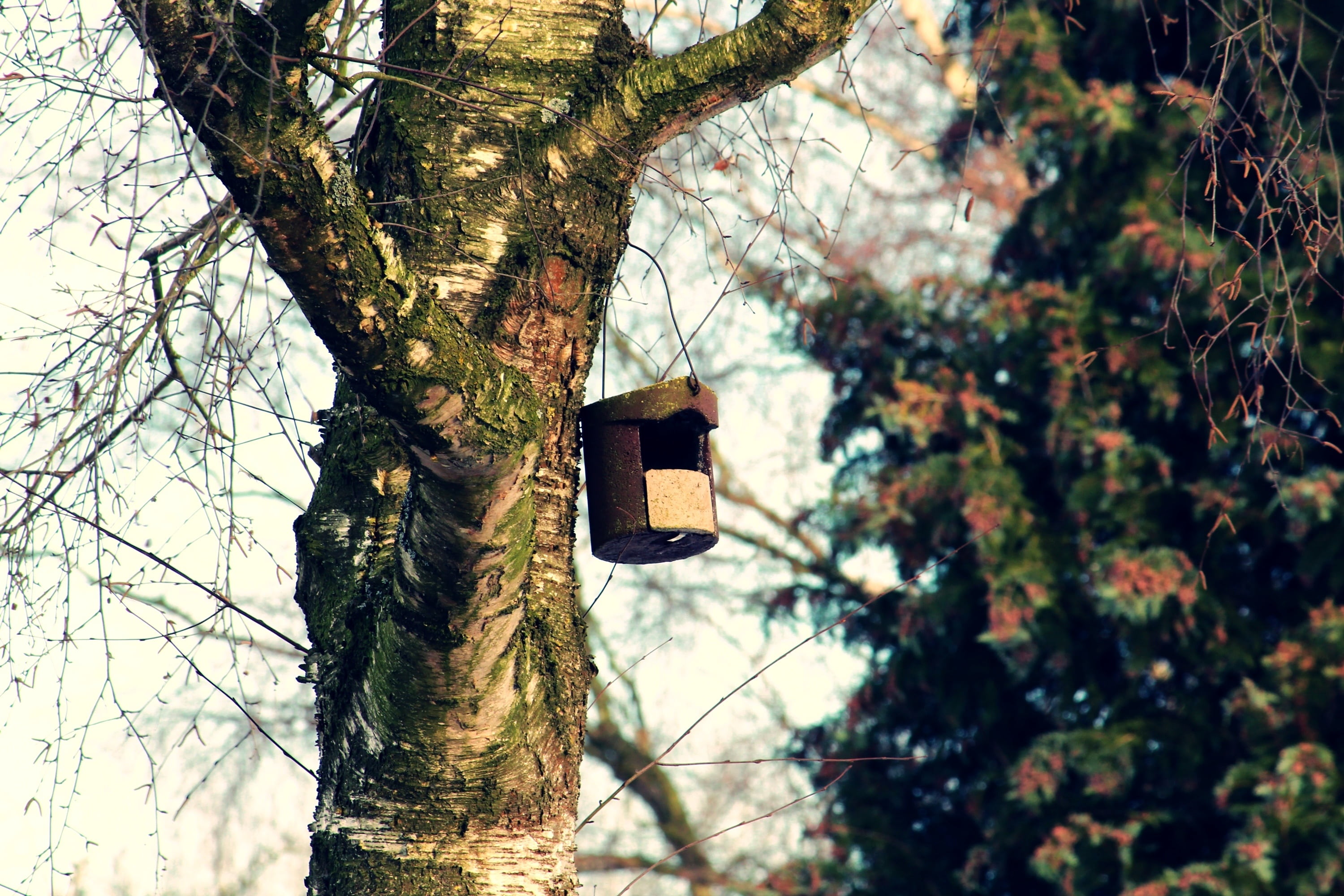 built structure, lighting equipment, branch, log, nature conservation, outdoors, growth, shelter, birdhouse, bird feeder, wind chime, wood, day, feeding place, HD Wallpaper
