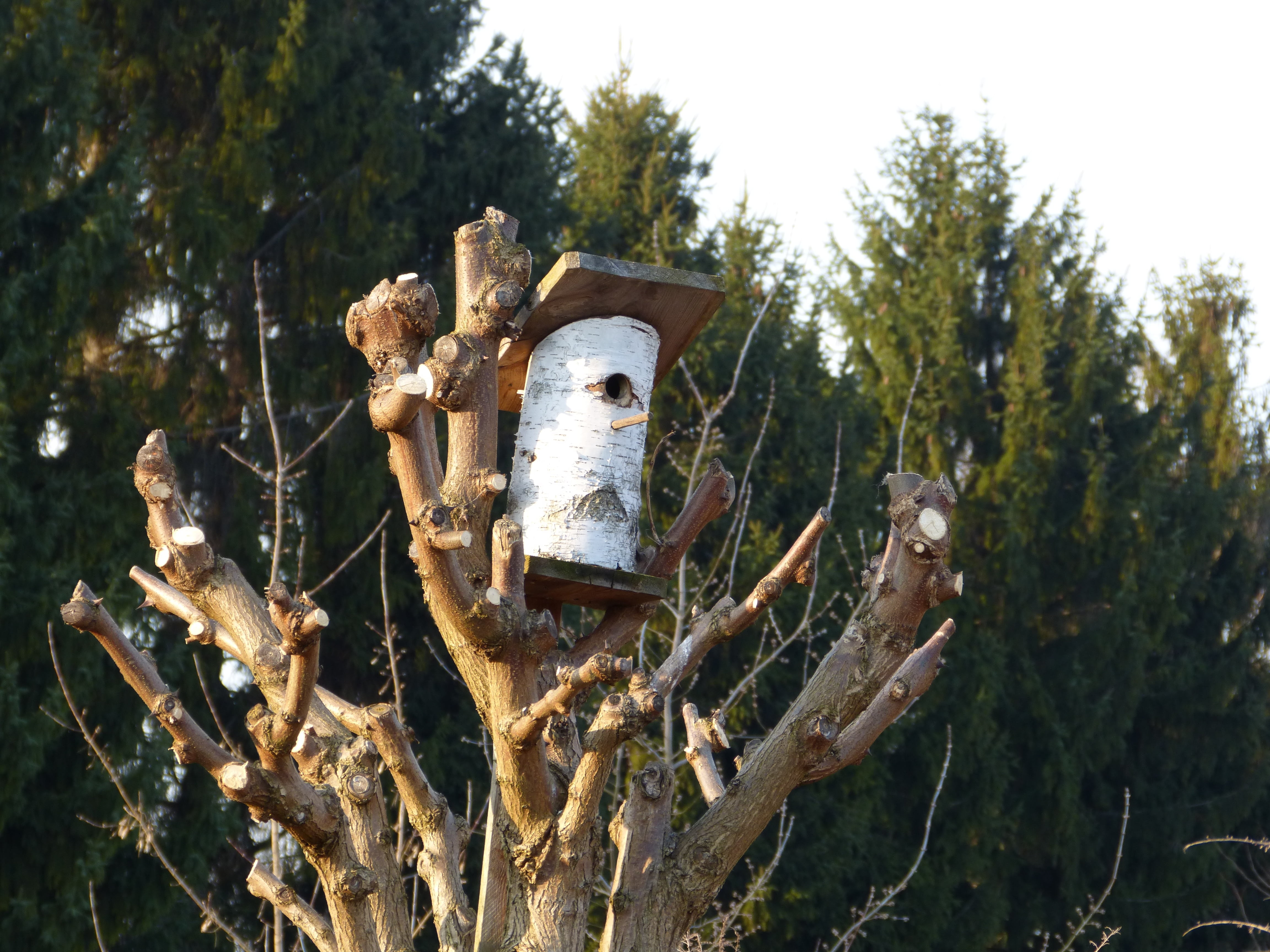 nesting box, sky, growth, nature, aviary, hatchery, tree, nest, abandoned, security, metal, no people, 4K, close-up, damaged, sunlight, day, wood - material, HD Wallpaper