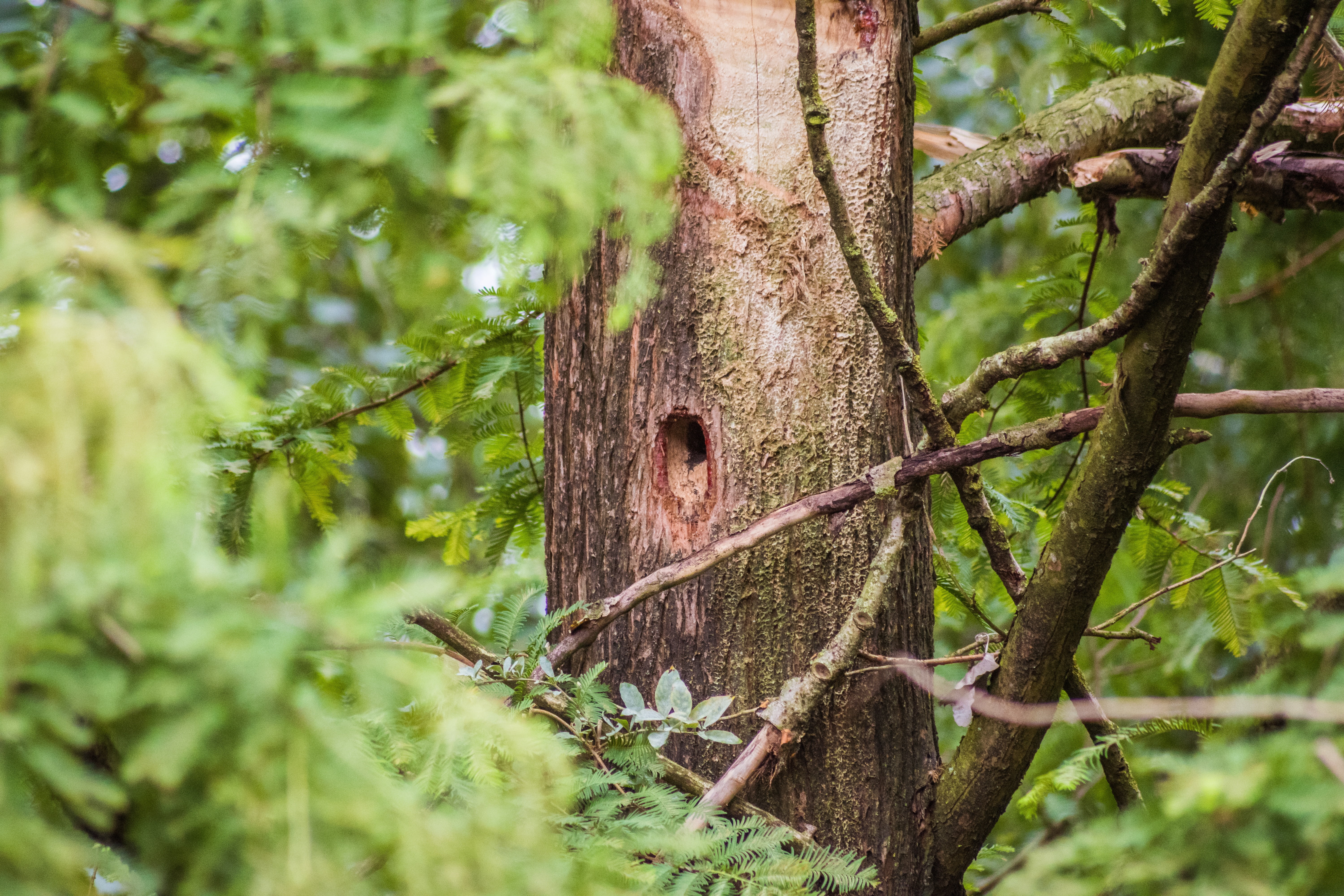 breed, bark, no people, green color, animals in the wild, hole, bird, trunk, animal wildlife, nest, nature, focus on foreground, tribe, day, tree, forest, HD Wallpaper