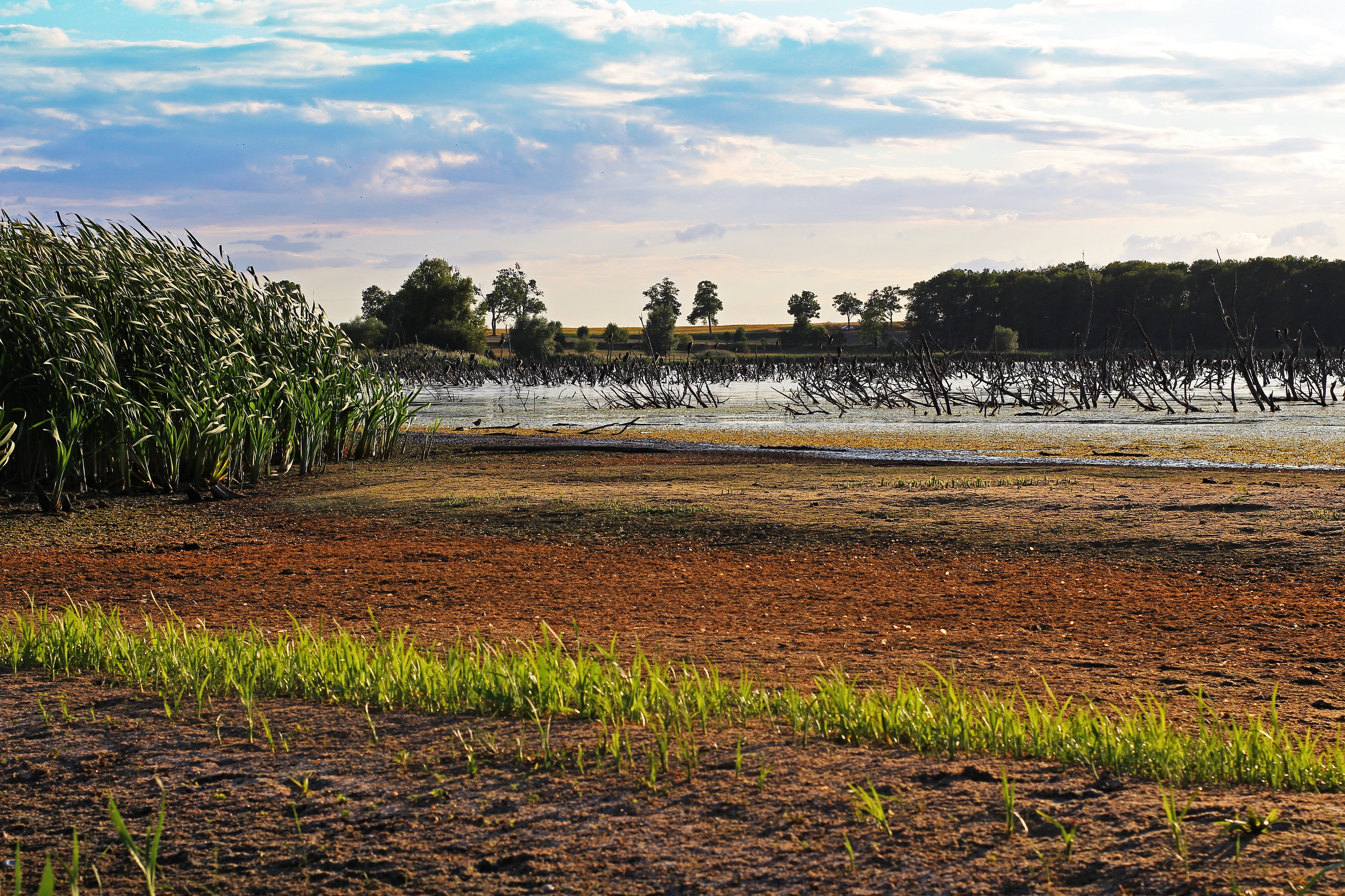 land, rügen island, 5K, field, nuns lake, drought, nature, distance, einflugloch, farm, plant, low water level, environment, agriculture, rural scene, HD Wallpaper