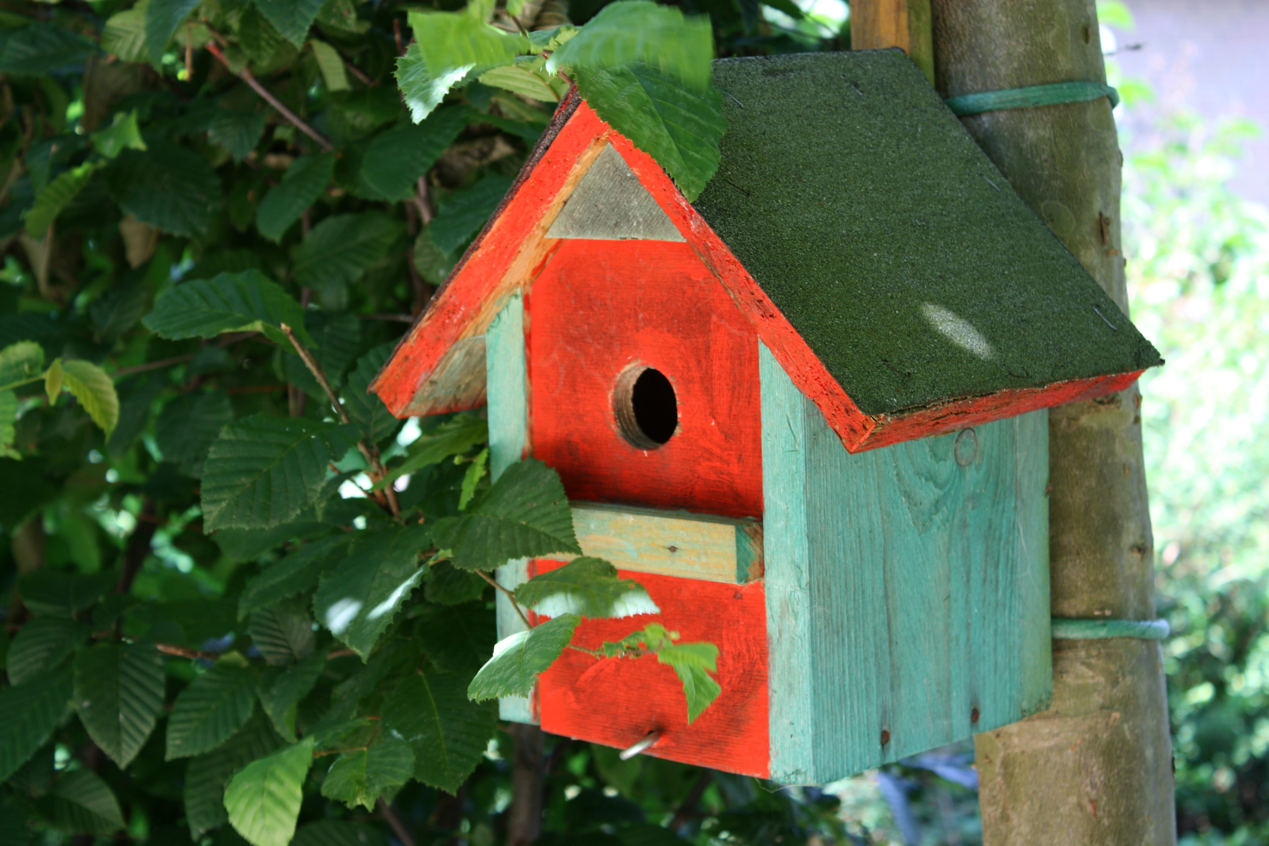 egg, red, close-up, wood - material, plant part, leaf, aviary, bird couple, colored, spring fever, nature, protected, nesting box, einflugloch, multiplication, HD Wallpaper