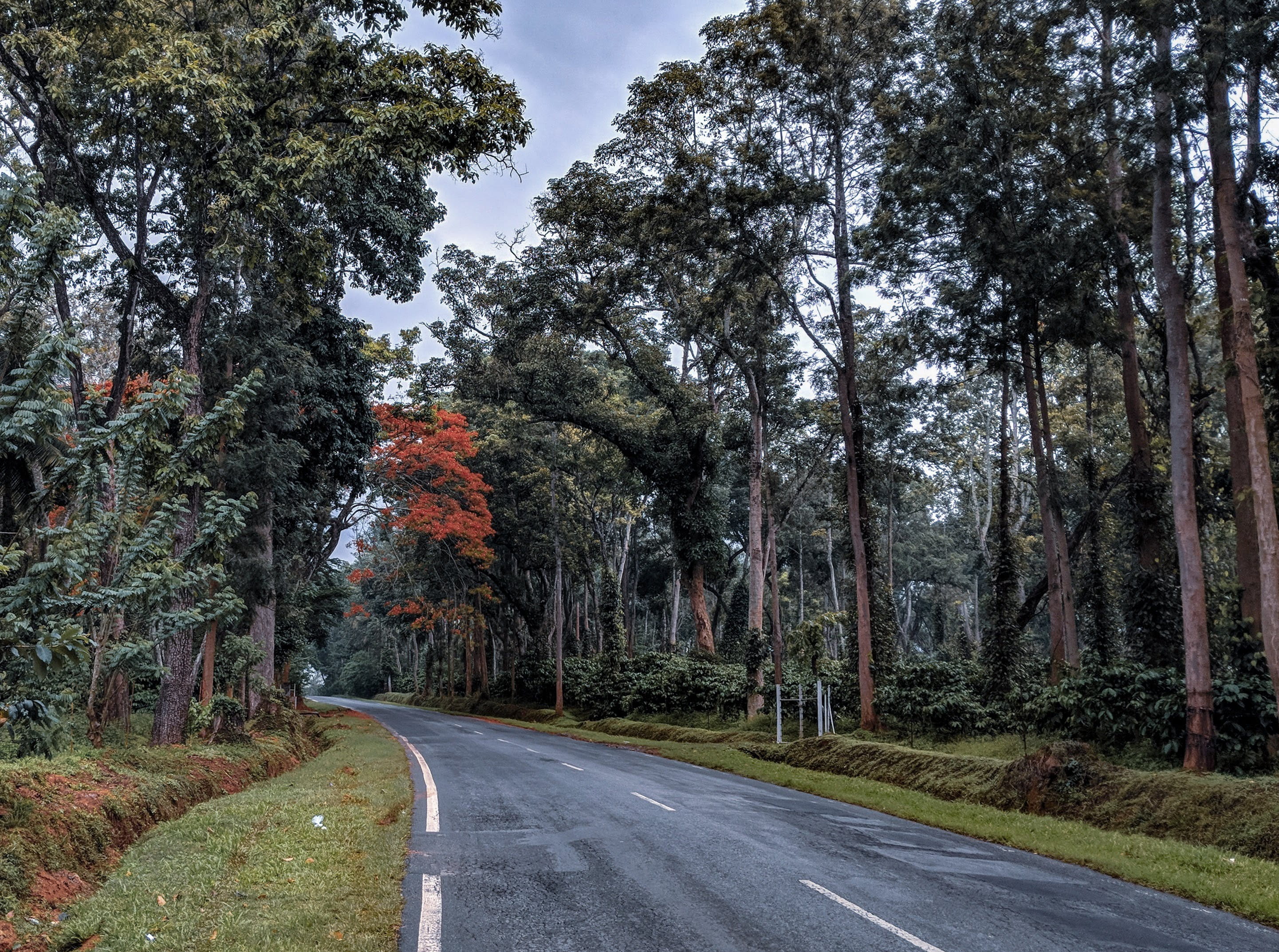land, sign, karnataka, tranquility, india, tree, treelined, nature, empty road, road, transportation, beauty in nature, 2K, trees, growth, thalaserry - mysore rd, HD Wallpaper
