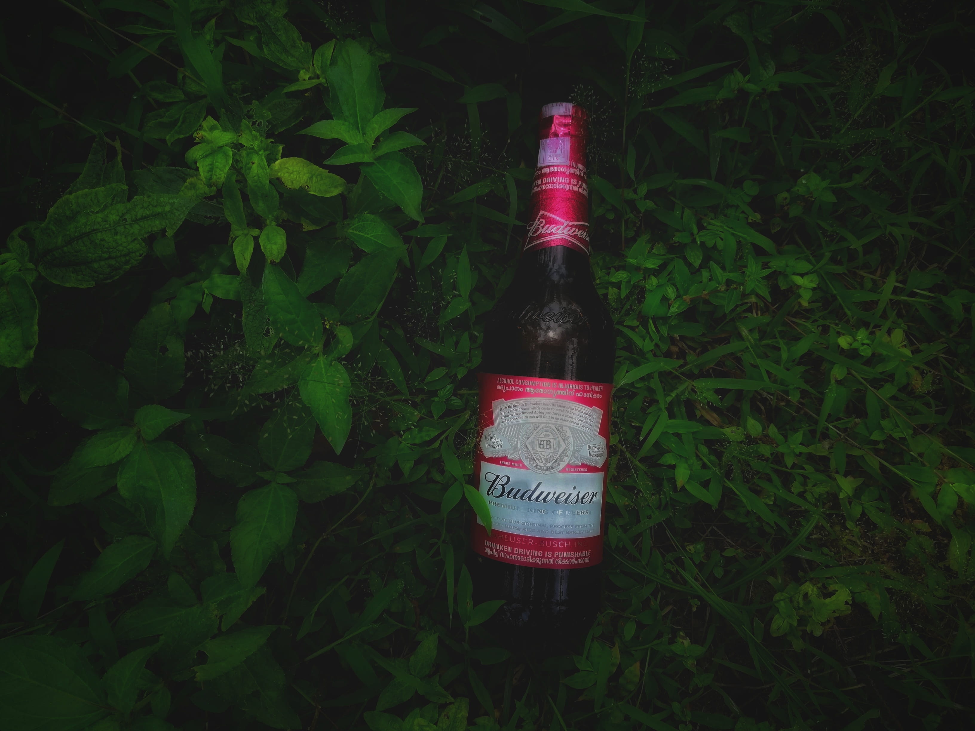 india, close-up, beer bottle, growth, bottle, chill, dark, social issues, beer, green, nature, leaf, high angle view, container, land, azhikode – chamakkala rd, HD Wallpaper