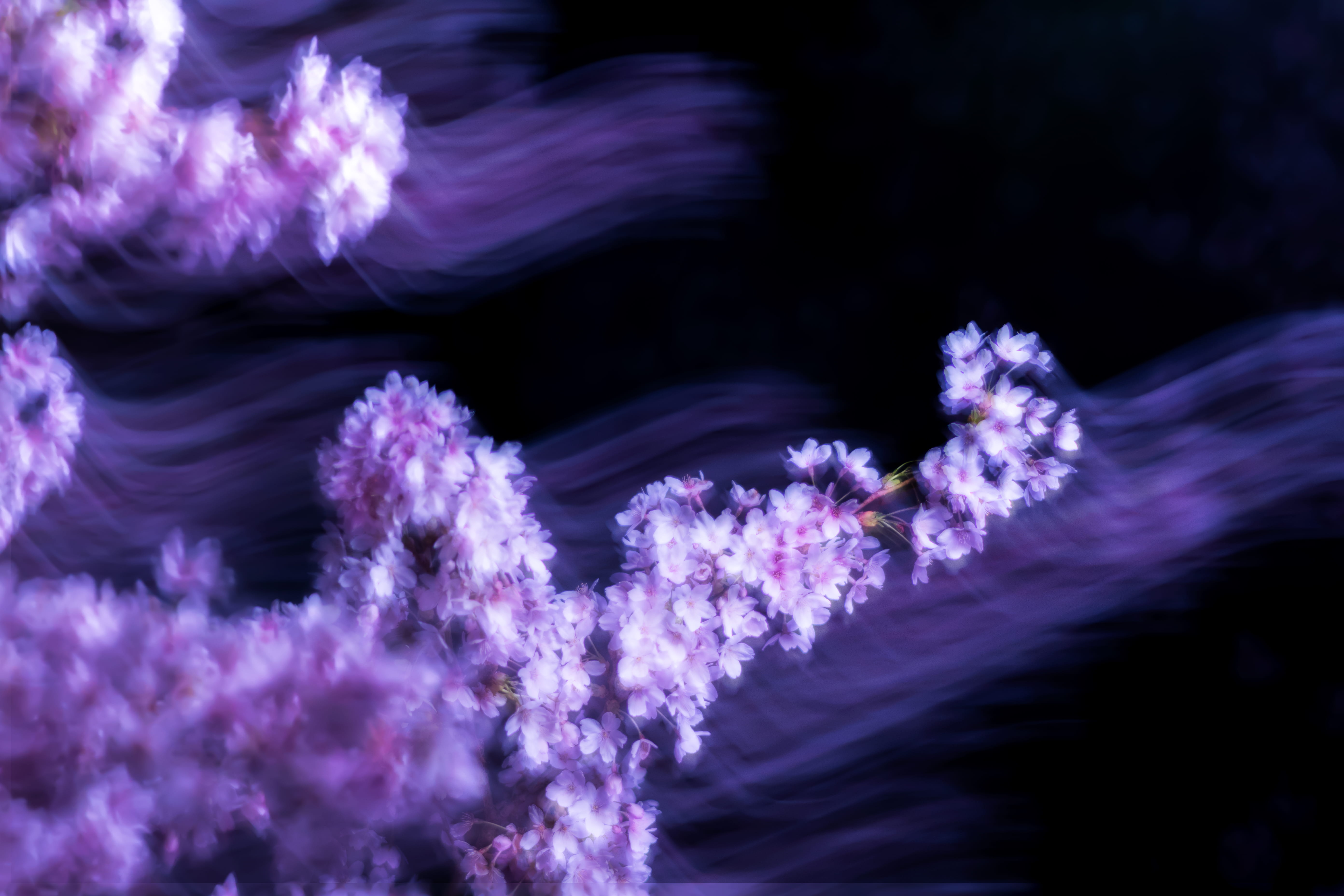 outdoors, plant, no people, night, digital, bee, beauty in nature, close-up, selective focus, nature, flowering plant, flower, 5K, photo, fragility, lei, HD Wallpaper