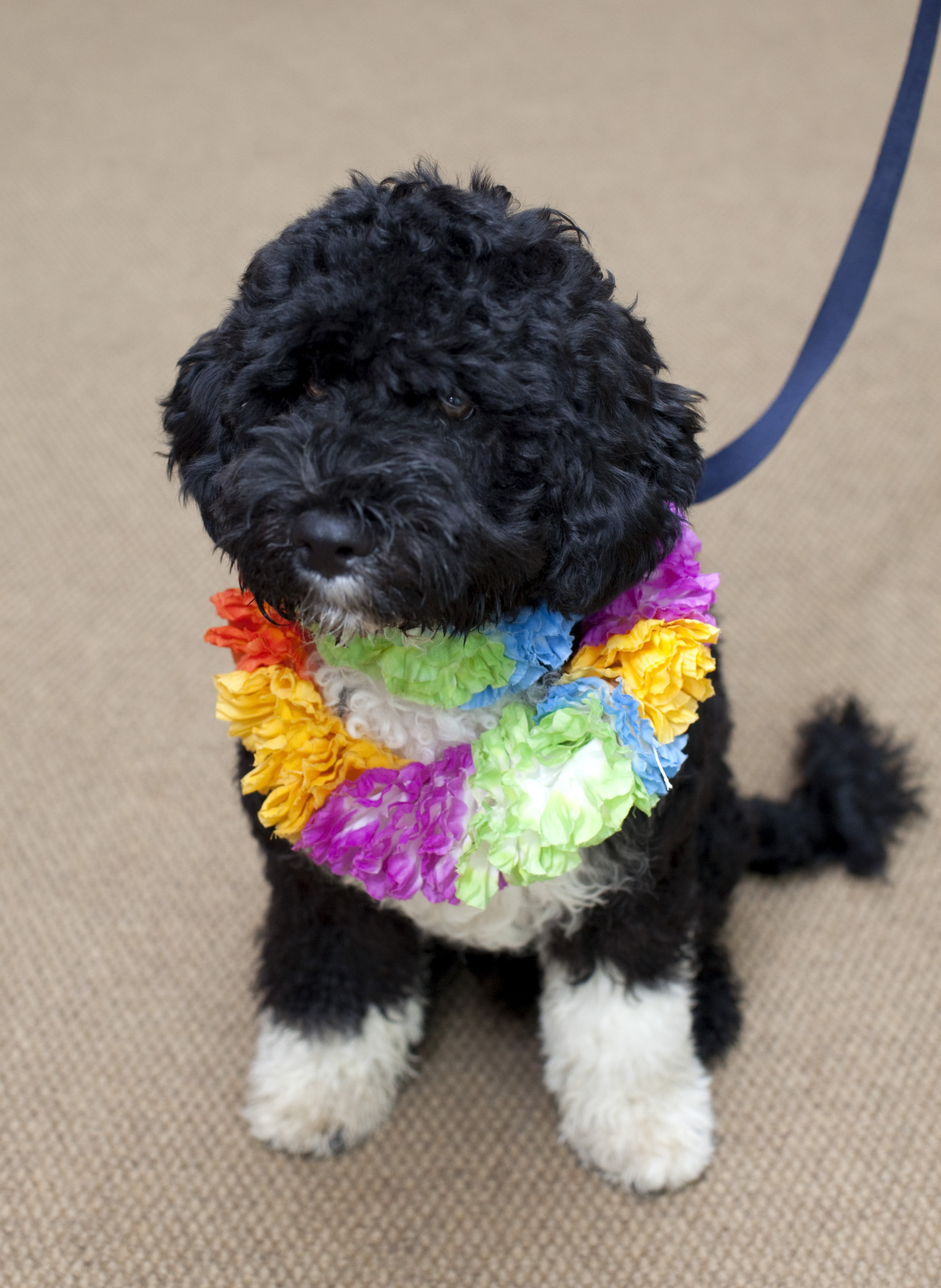 animal head, canine, black color, young animal, high angle view, no people, multi colored, portuguese water dog, small, pet, cute, animal themes, president, Phone HD Wallpaper