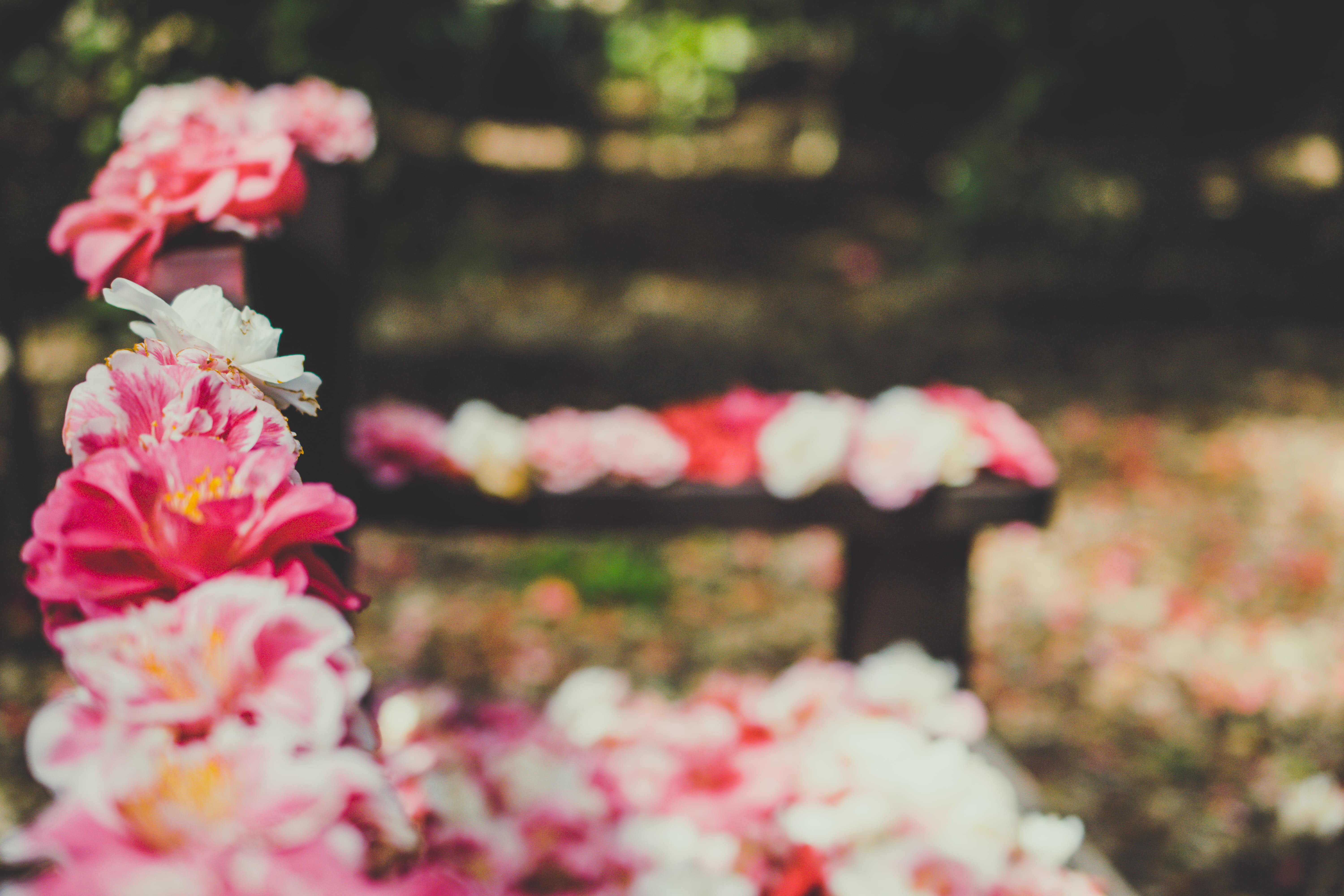 love, banister, flower head, growth, pink, fragility, outdoors, cherry blossom, flower, no people, rose, close-up, ornament, day, flower bouquet, spring, HD Wallpaper