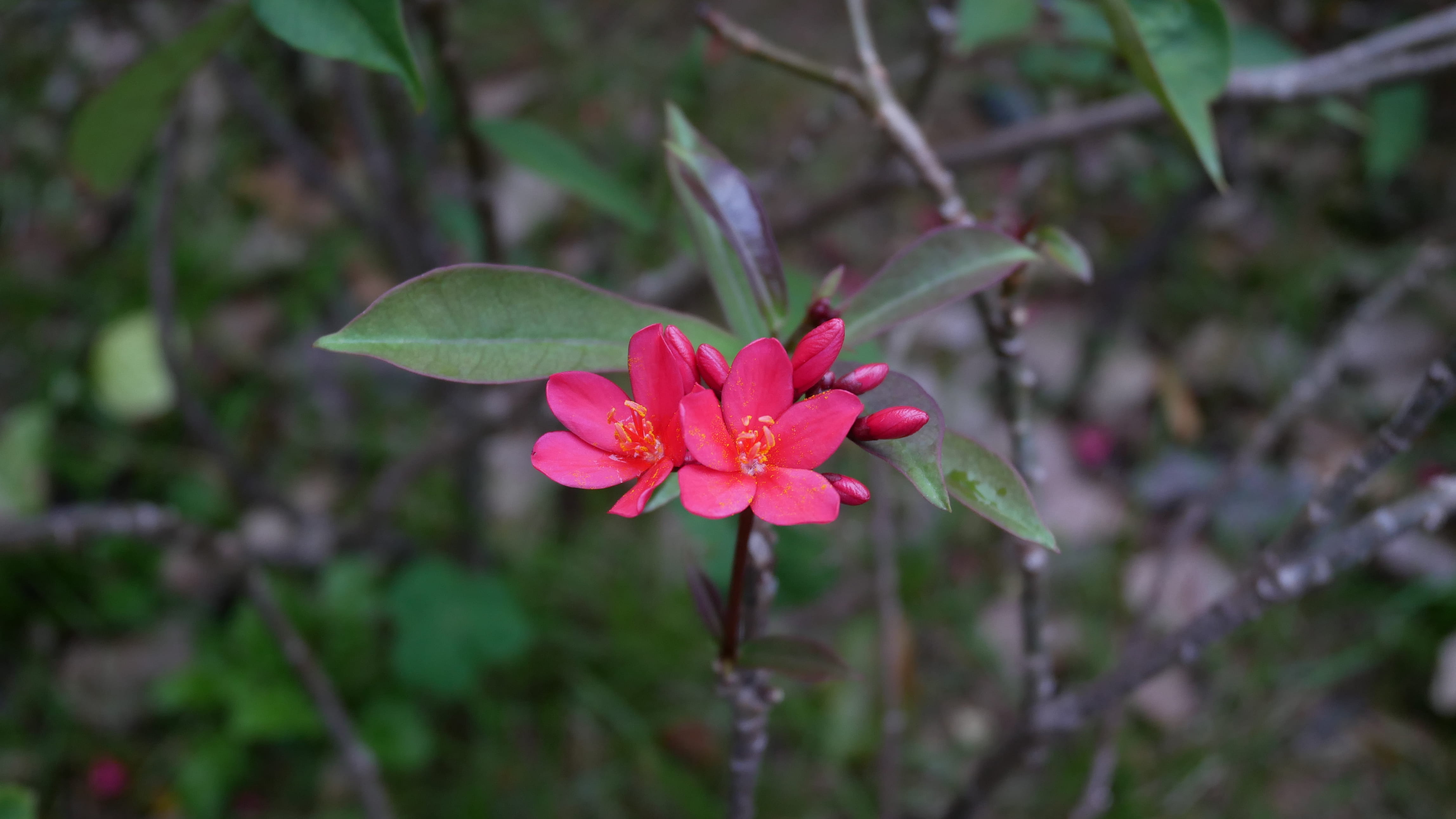 outdoors, flower, 4K, exappiah, close-up, day, flowering plant, 香港, fragility, aquilegia, inflorescence, orchid, petal, geranium, growth, plant part, beauty in nature, HD Wallpaper