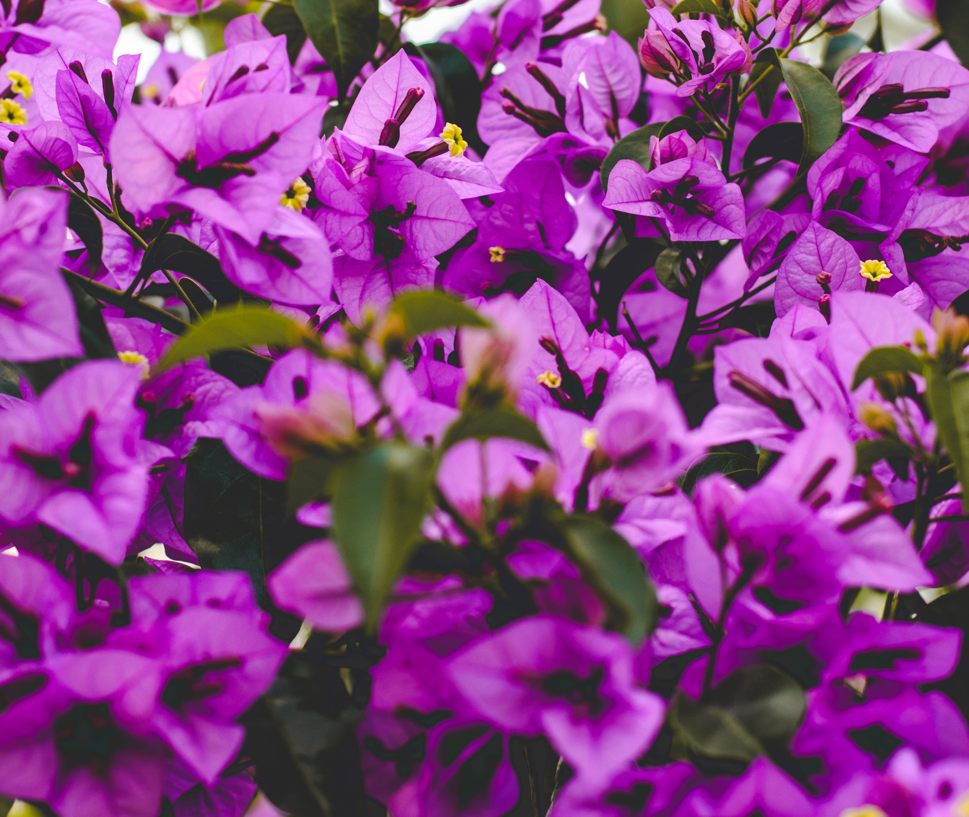 flora, close-up, ornament, jar, full frame, freshness, lei, planter, outdoors, flowering plant, petal, growth, petaled, flower head, selective focus, gladiolus, HD Wallpaper