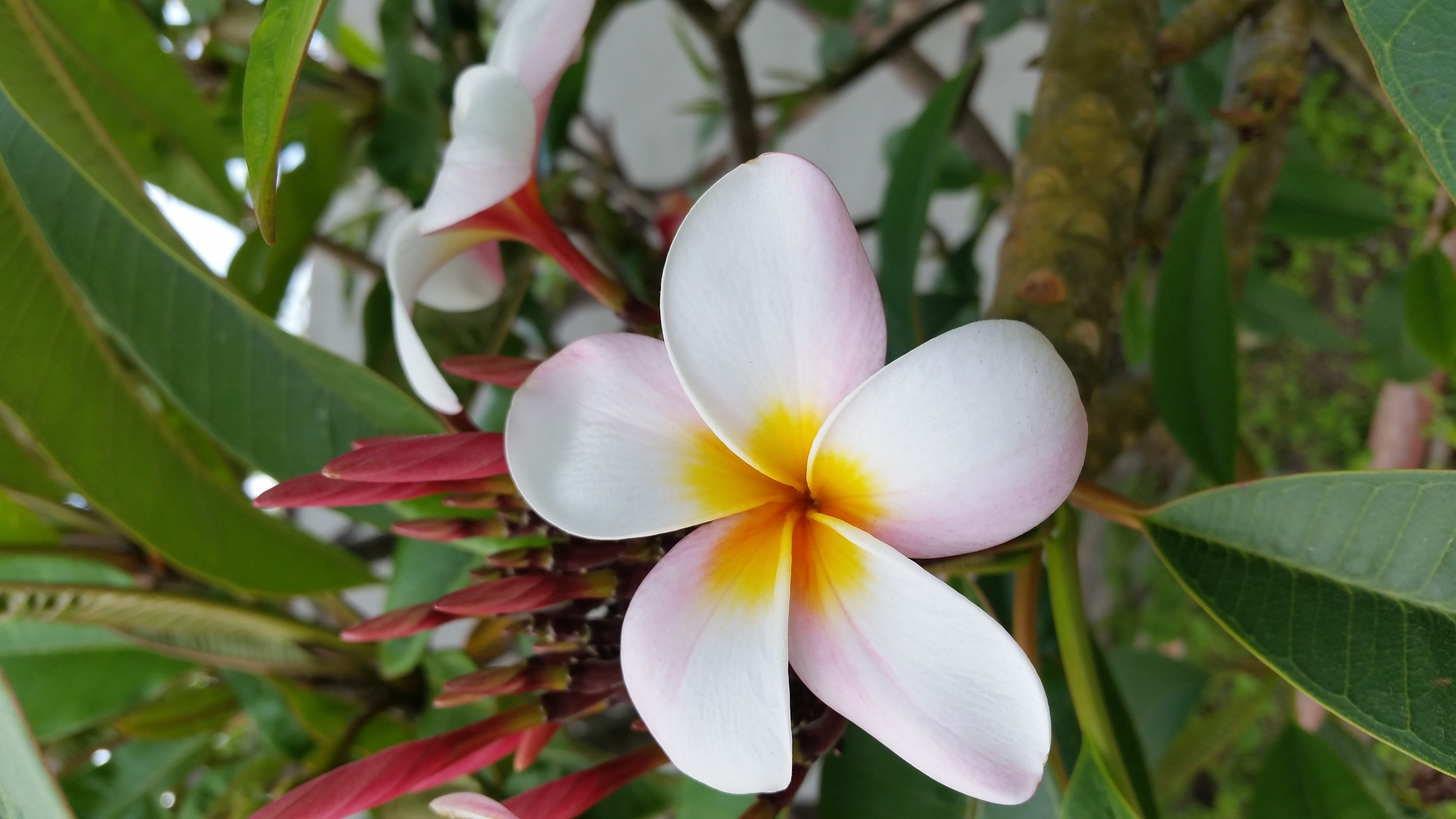 focus on foreground, nature, freshness, inflorescence, plant part, close-up, leaf, flower head, no people, petal, united states, frangipani, fragility, HD Wallpaper