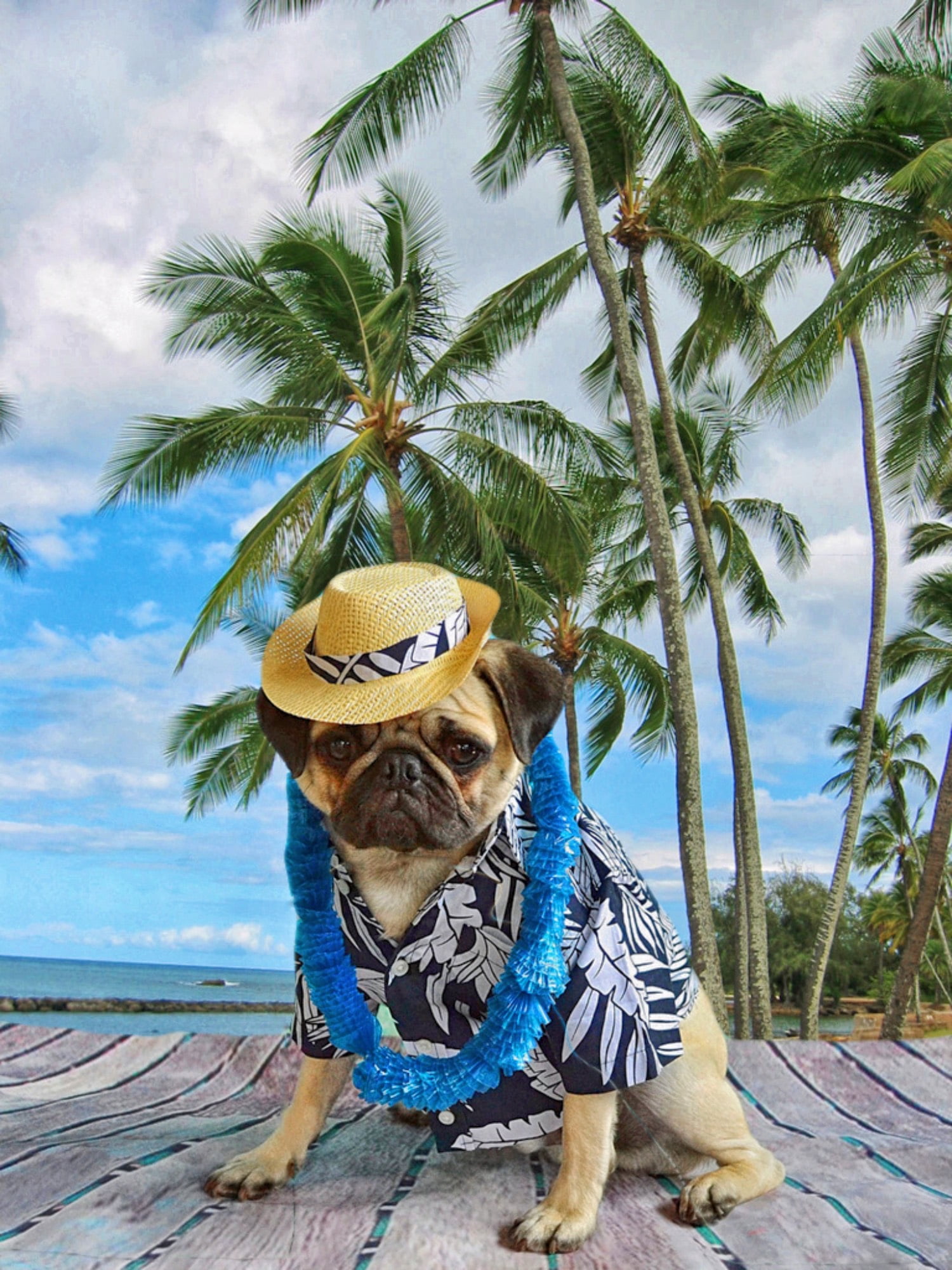travel, outdoors, nature, Clyde, palm, pugs, palm Tree, animal, animals, wearing, Hawaii, hat, pug, Friends, 1080P, sea, costume, straw, summer, Aloha, Phone HD Wallpaper
