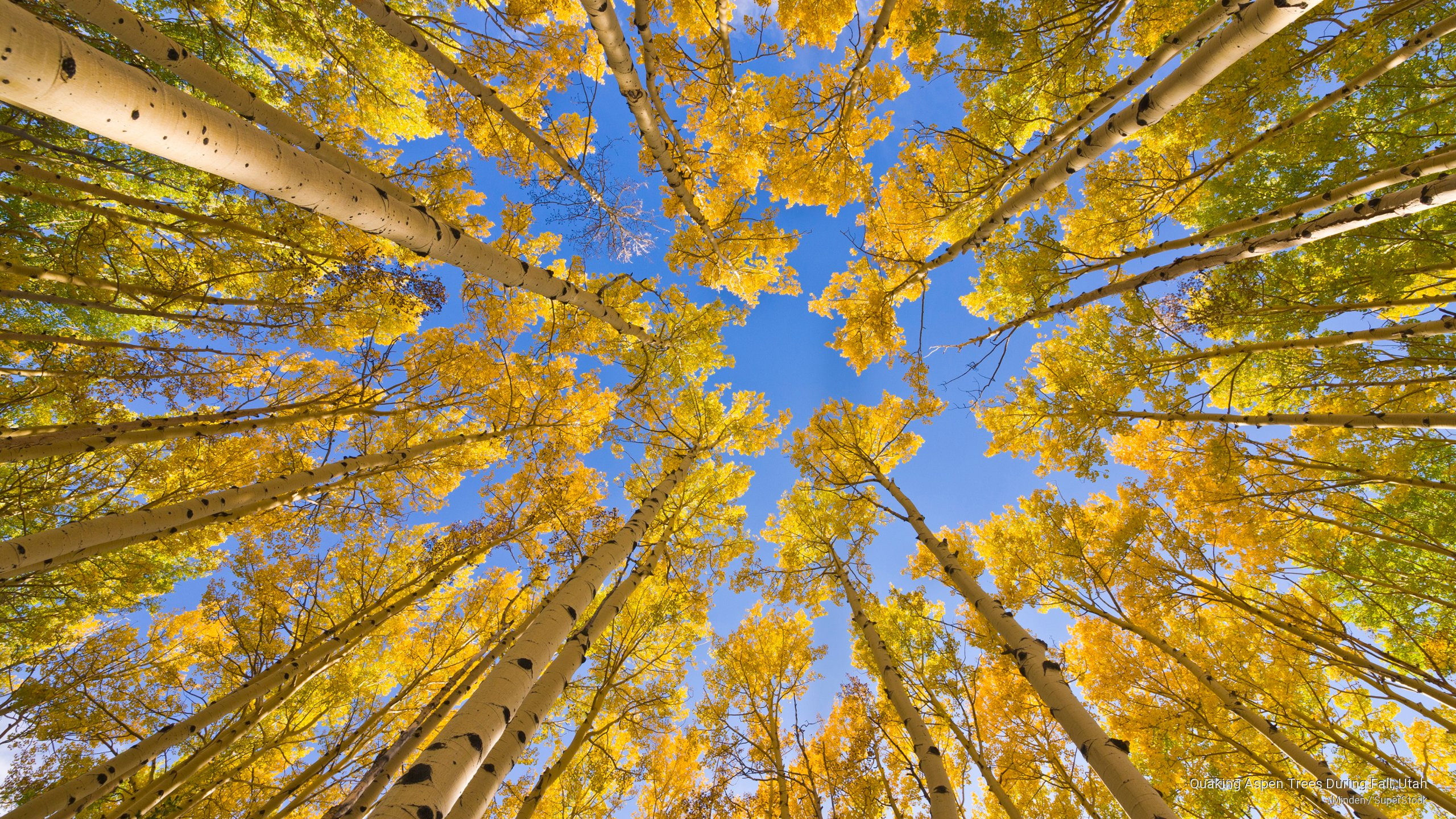 quaking, aspen, Fall, trees, utah, 2K, HD Wallpaper