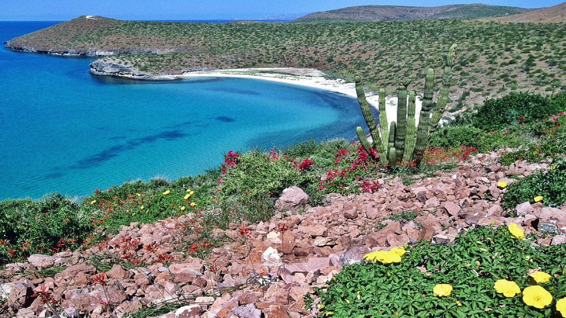 flowers, land, nature and landscape, california, beach, baja, rocks, nature, 1080P, ocean, water, coast, cactus, HD Wallpaper