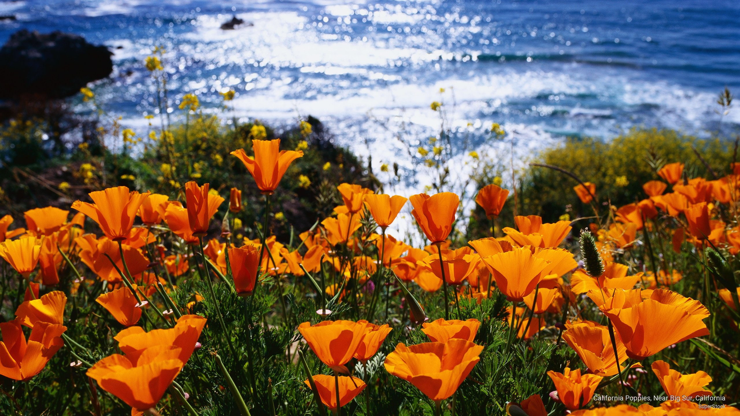 near, 2K, poppies, california, sur, big, Spring/Summer, HD Wallpaper