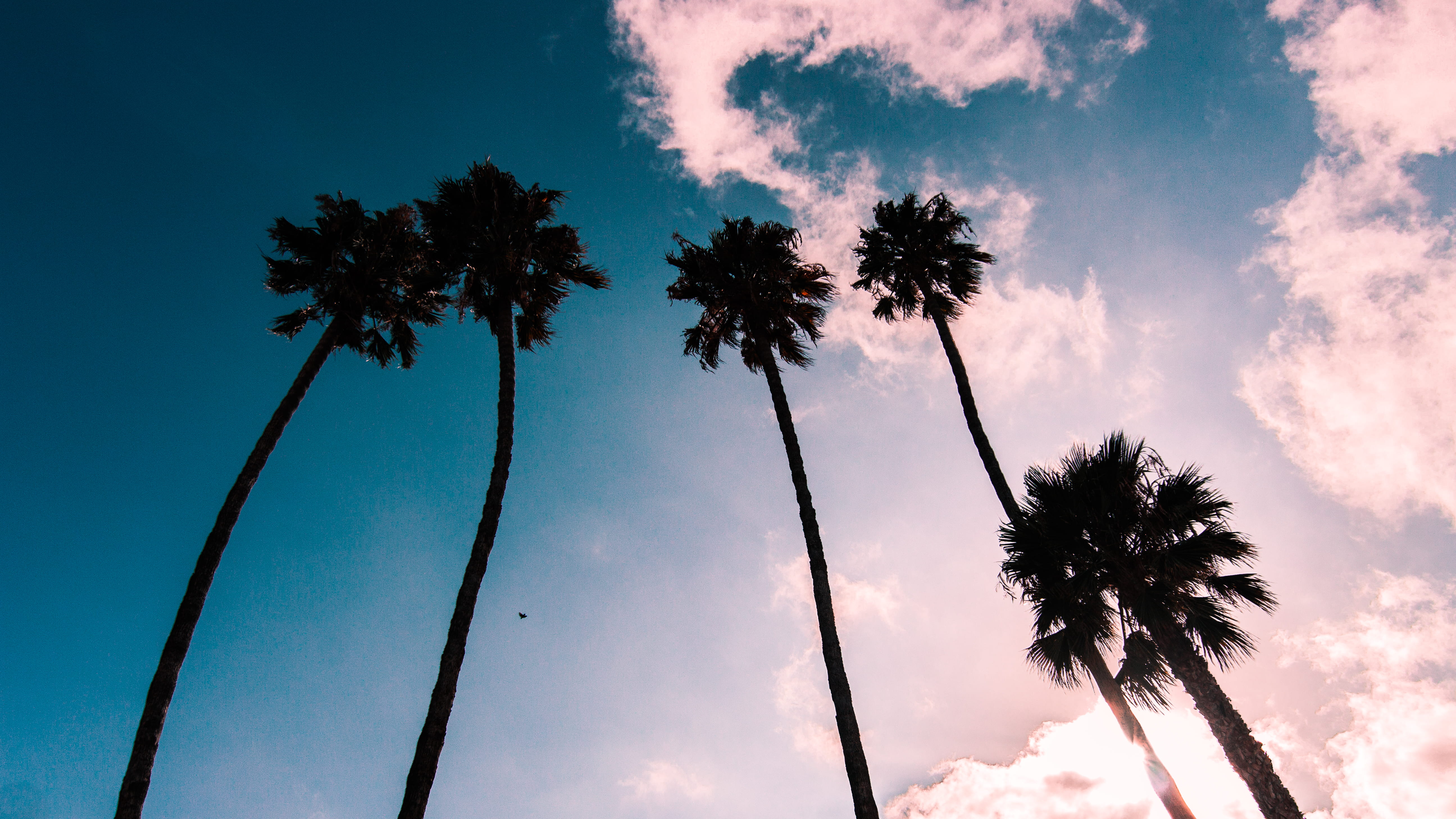 trunk, tall - high, island, no people, tree trunk, outdoors, tree, blue, plant, scenics - nature, coconut palm tree, united states, nature, tropical tree, HD Wallpaper