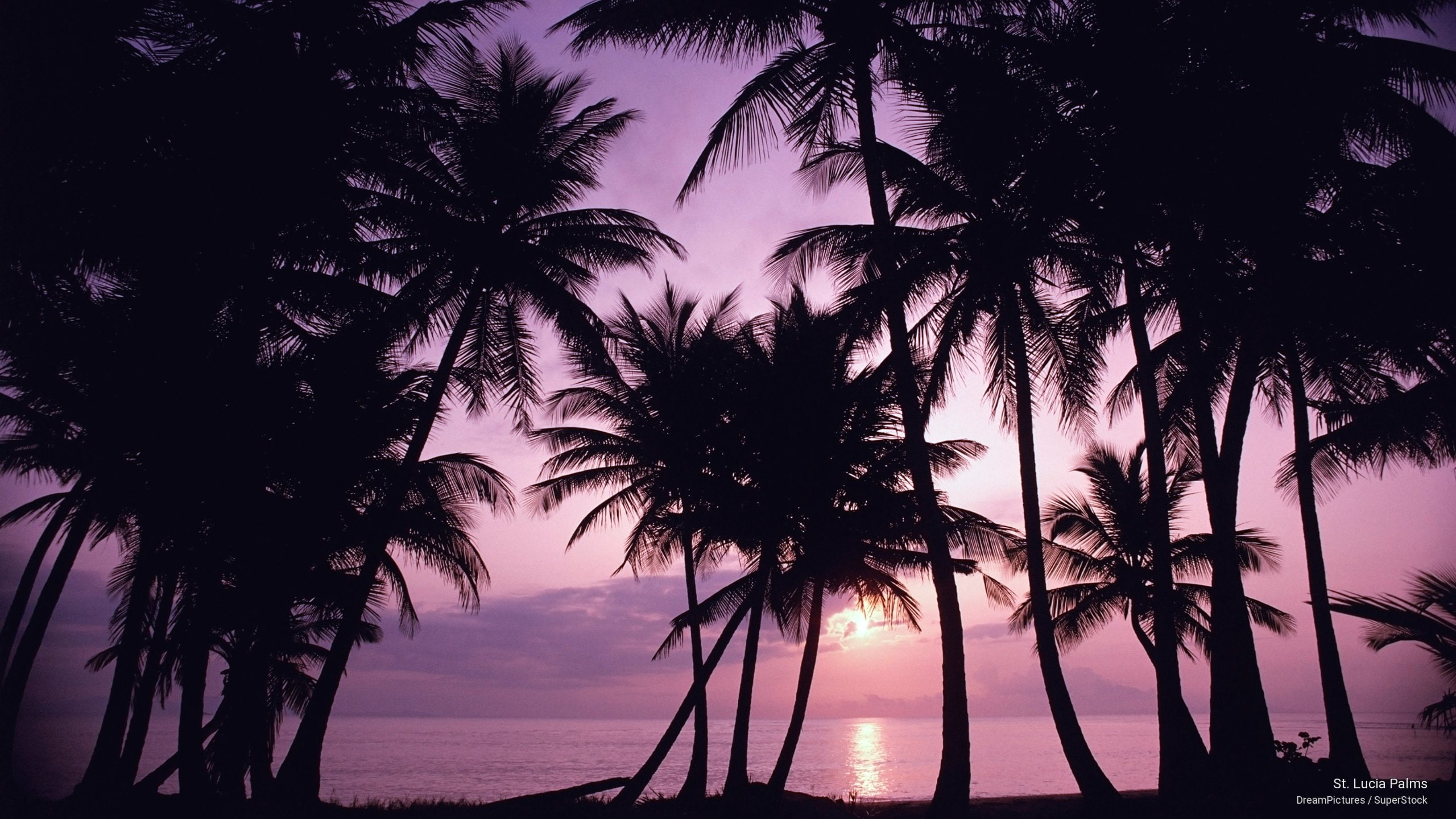 palms, lucia, st, 2K, Islands, HD Wallpaper