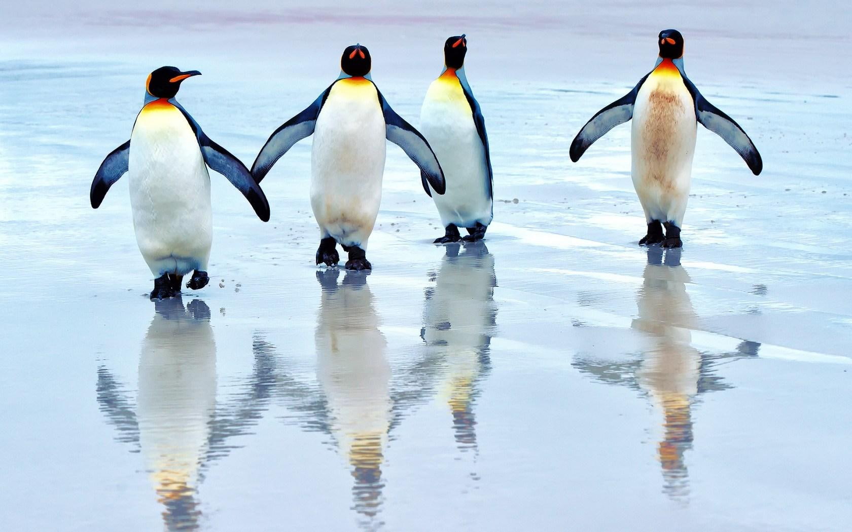 beach, king, 720P, penguins, HD Wallpaper