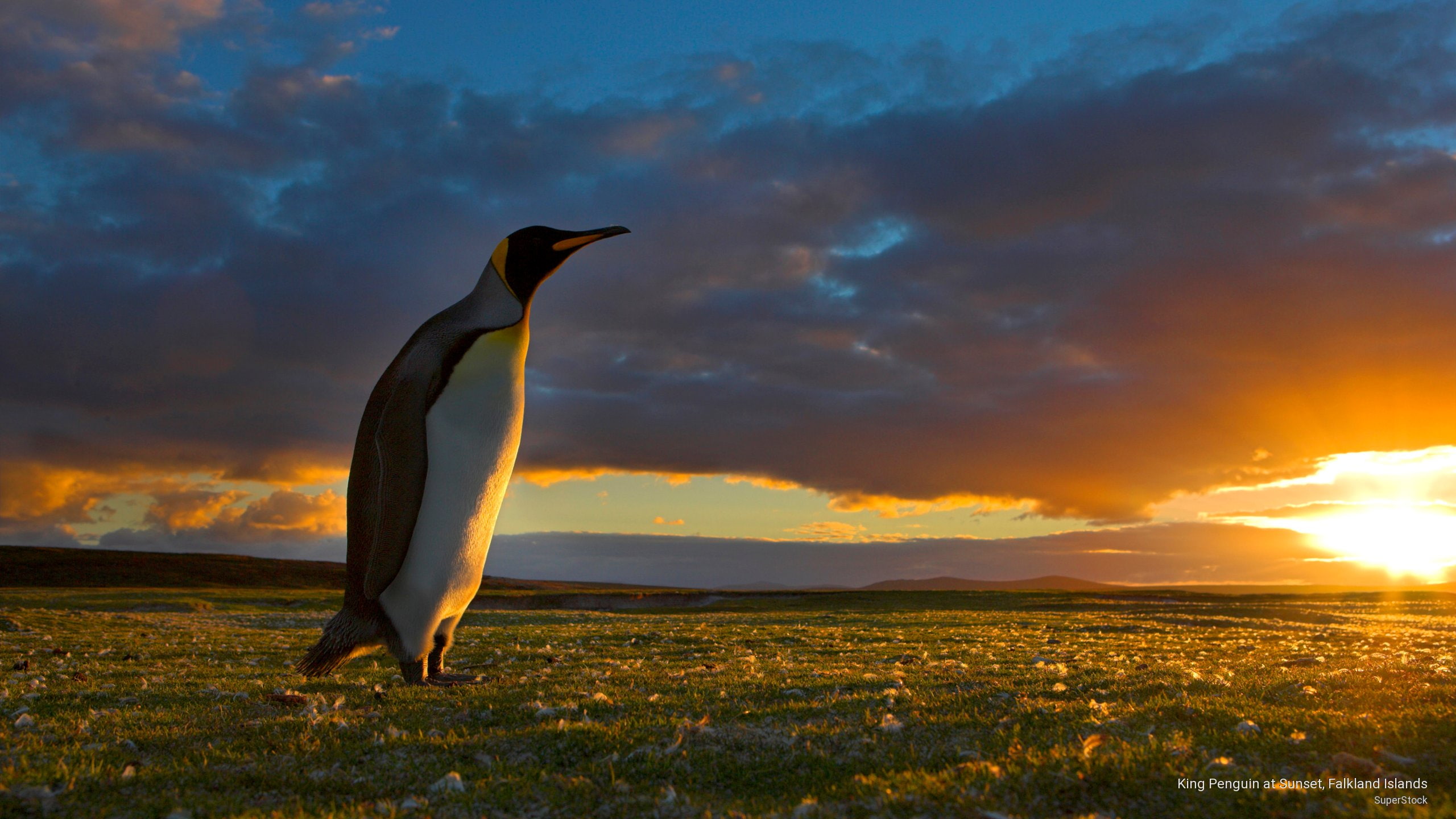 penguin, king, 2K, Birds, sunset, islands, falkland, HD Wallpaper