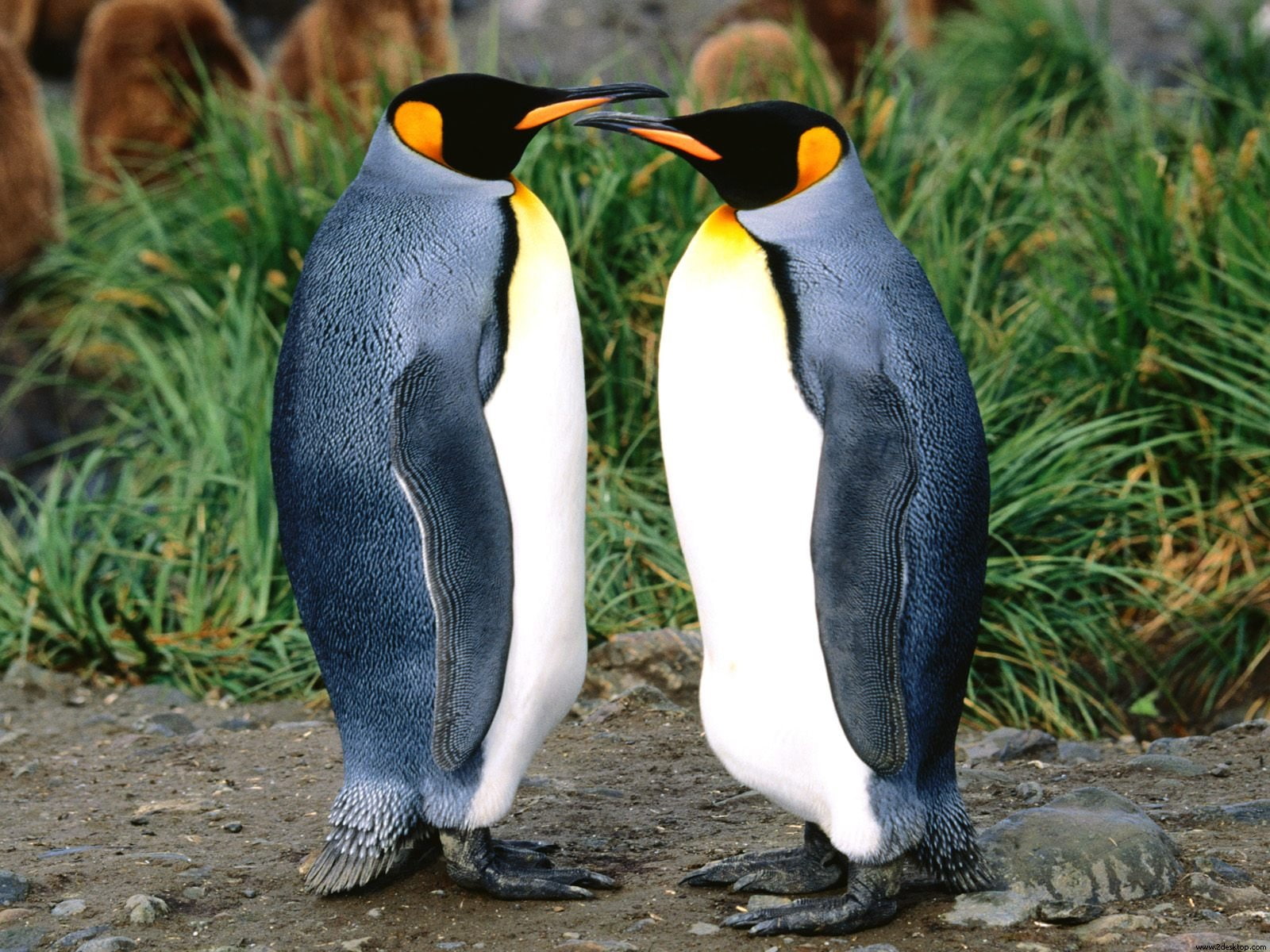 land, 720P, animal, animals in the wild, solid, day, outdoors, Penguins, nature, group of animals, rock, animal wildlife, focus on foreground, standing, HD Wallpaper