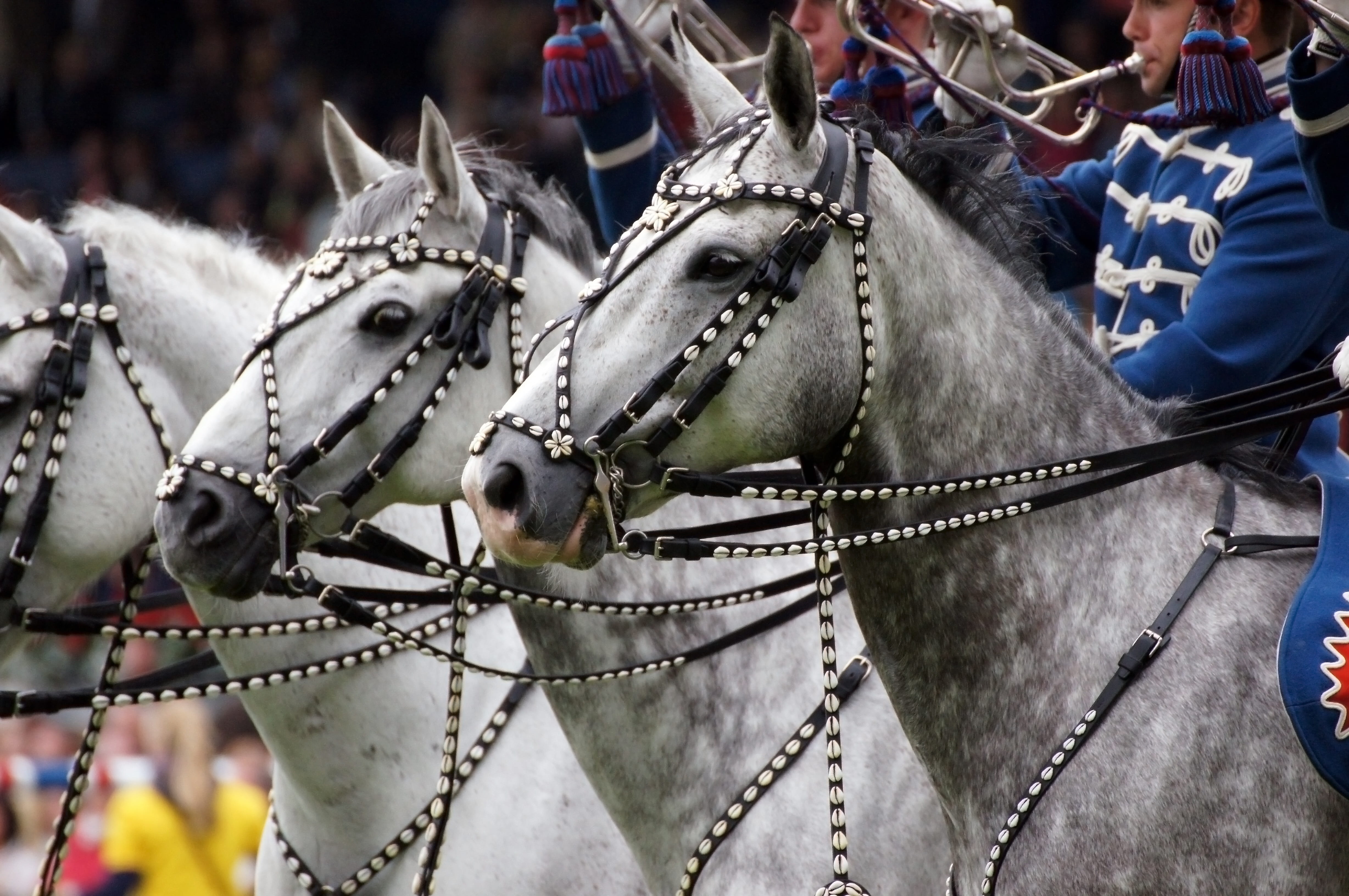 whole blood, ride, incidental people, working animal, Horses, herbivorous, pets, Aachen, focus on foreground, adult, trumpet, obstacle, close-up, domestic animals, HD Wallpaper