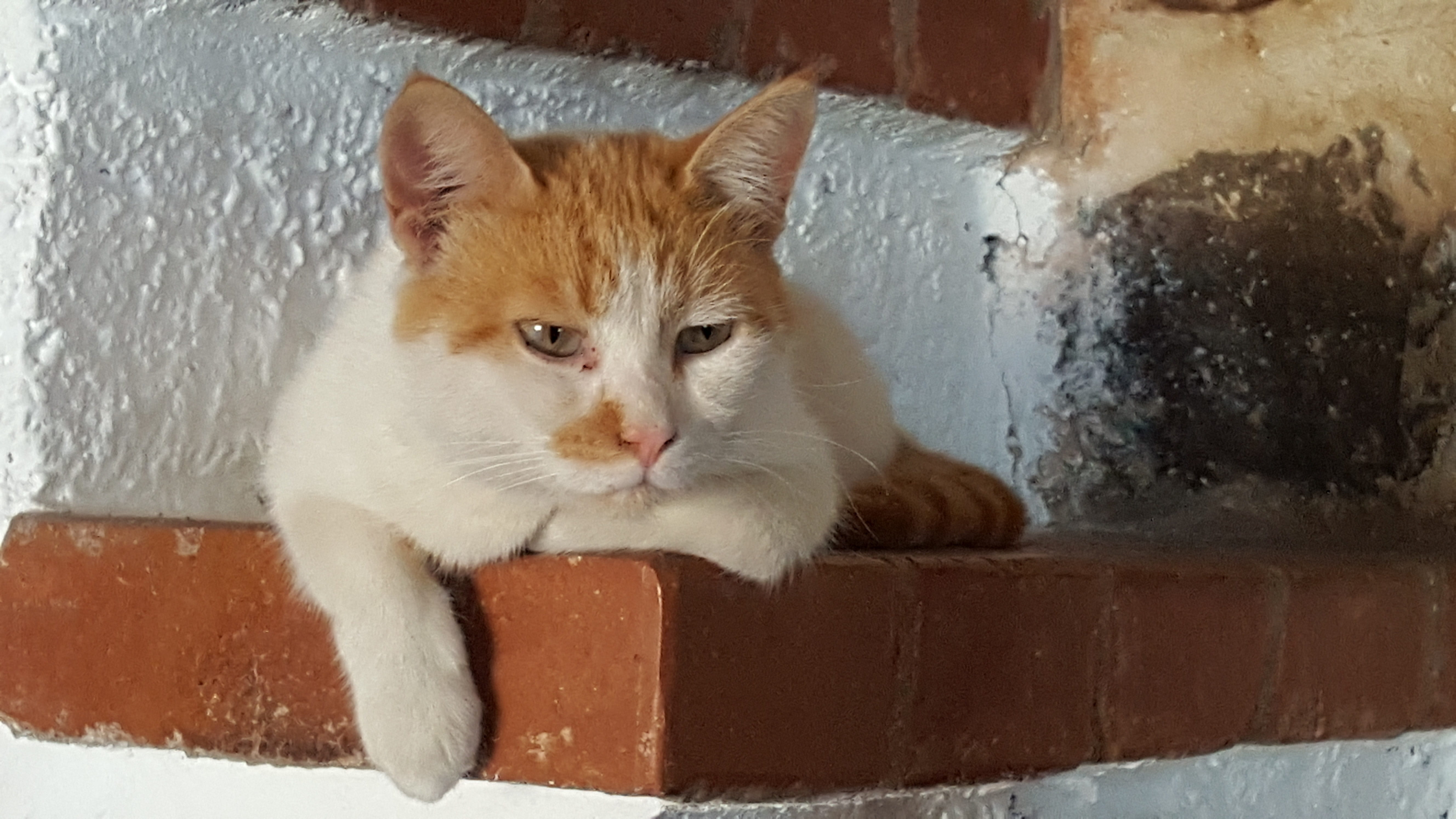 wall - building feature, kitten, Cat, pets, relaxation, Chios, domestic Cat, greece, looking at camera, Latini, chios, vertebrate, cute, one animal, indoors, HD Wallpaper