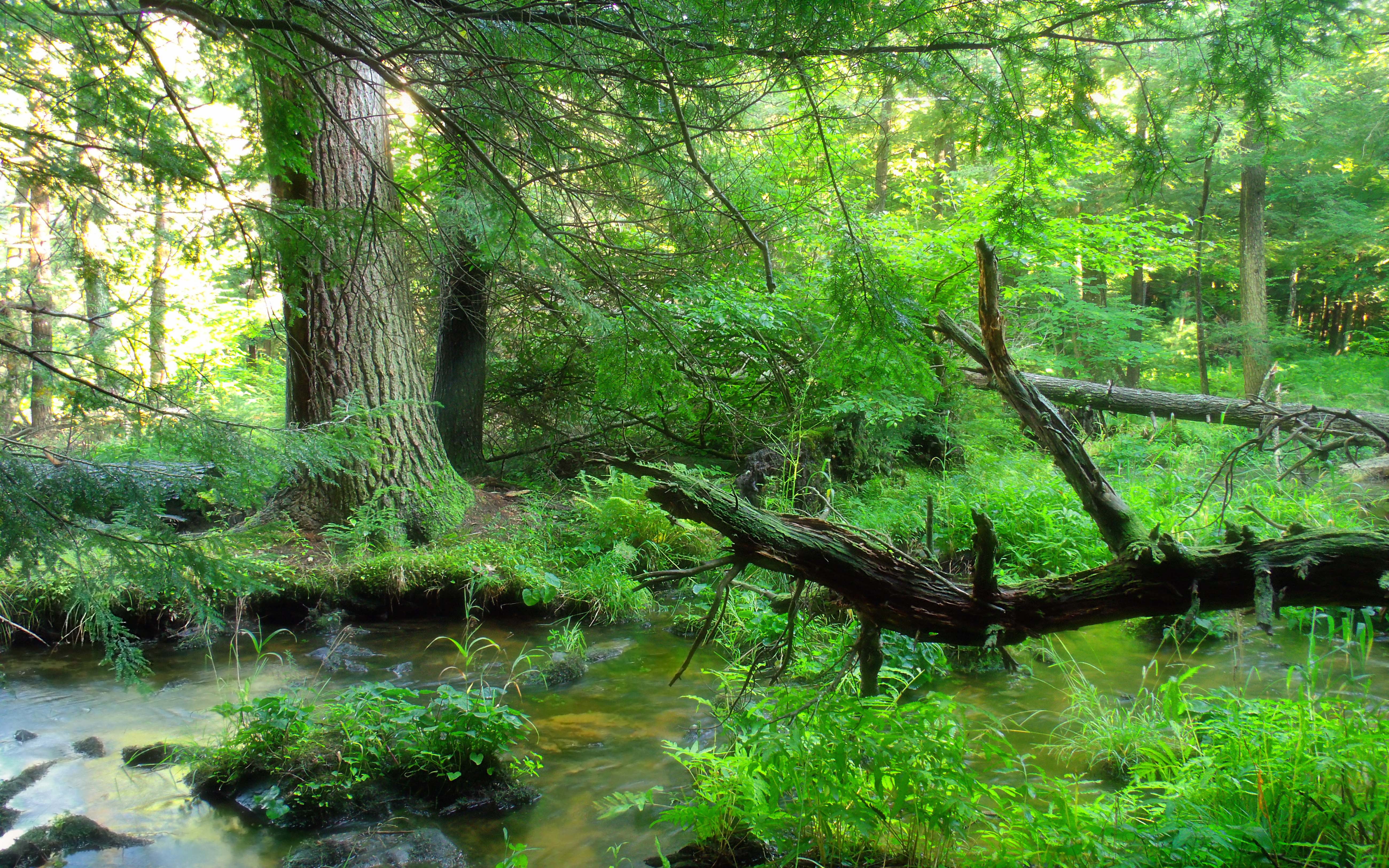  state, bush, water, delaware, non-urban scene, no people, tranquility, trunk, tranquil scene, united, tree trunk, growth, pennsylvania, green, HD Wallpaper
